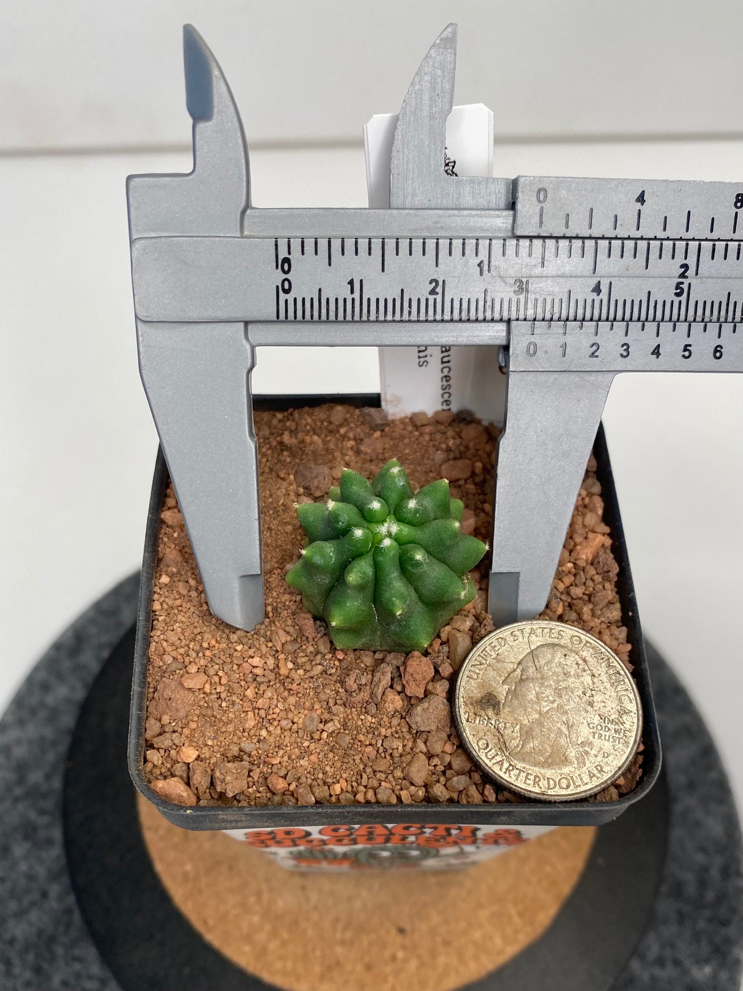 Ferocactus glaucescens f. inermis #001