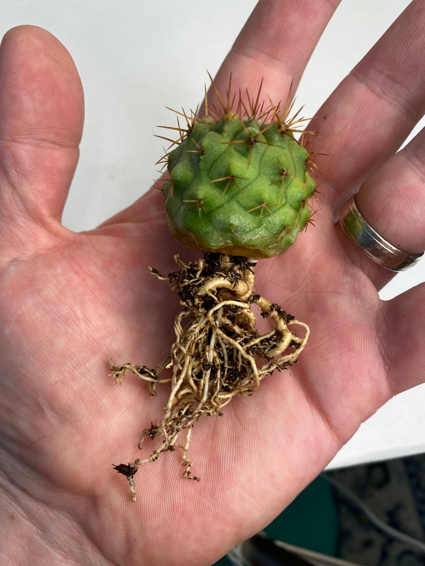 Copiapoa cinerea ssp. columna-alba #002