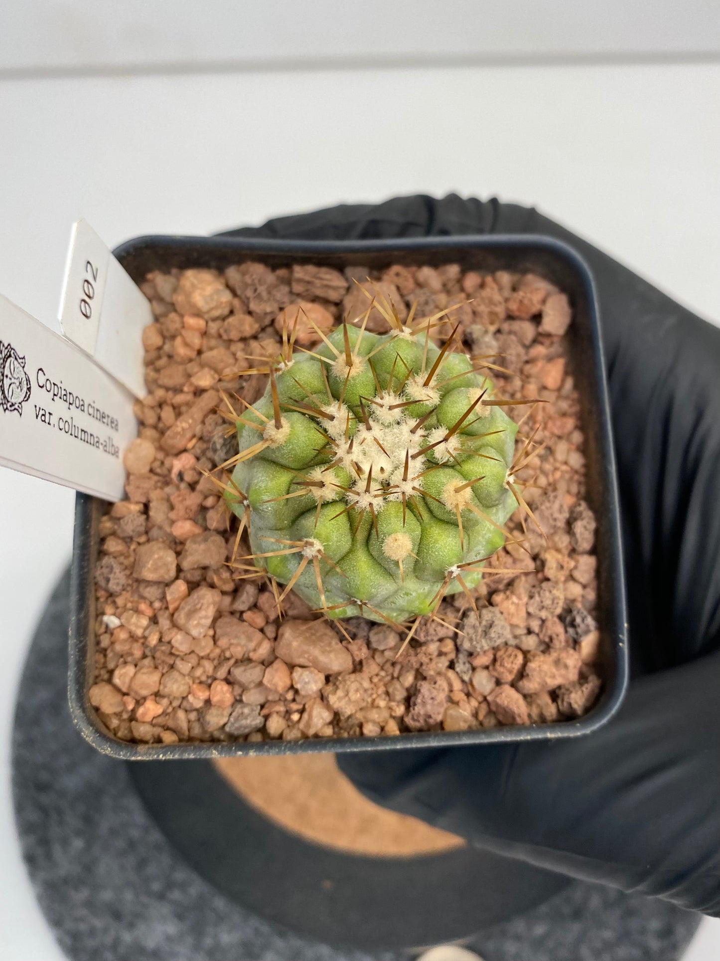 Copiapoa cinerea ssp. columna-alba #002