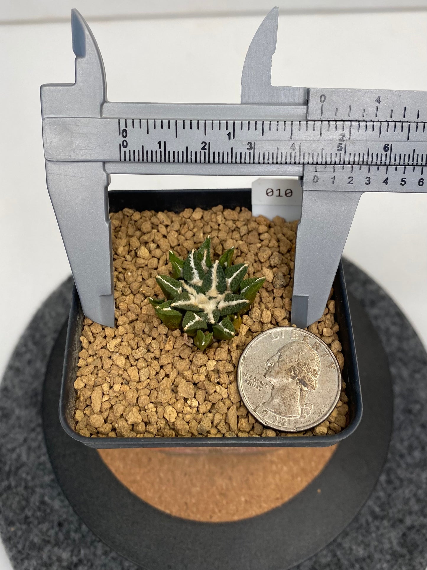 Ariocarpus kotschoubeyanus var.
elephantidens "ooibo"