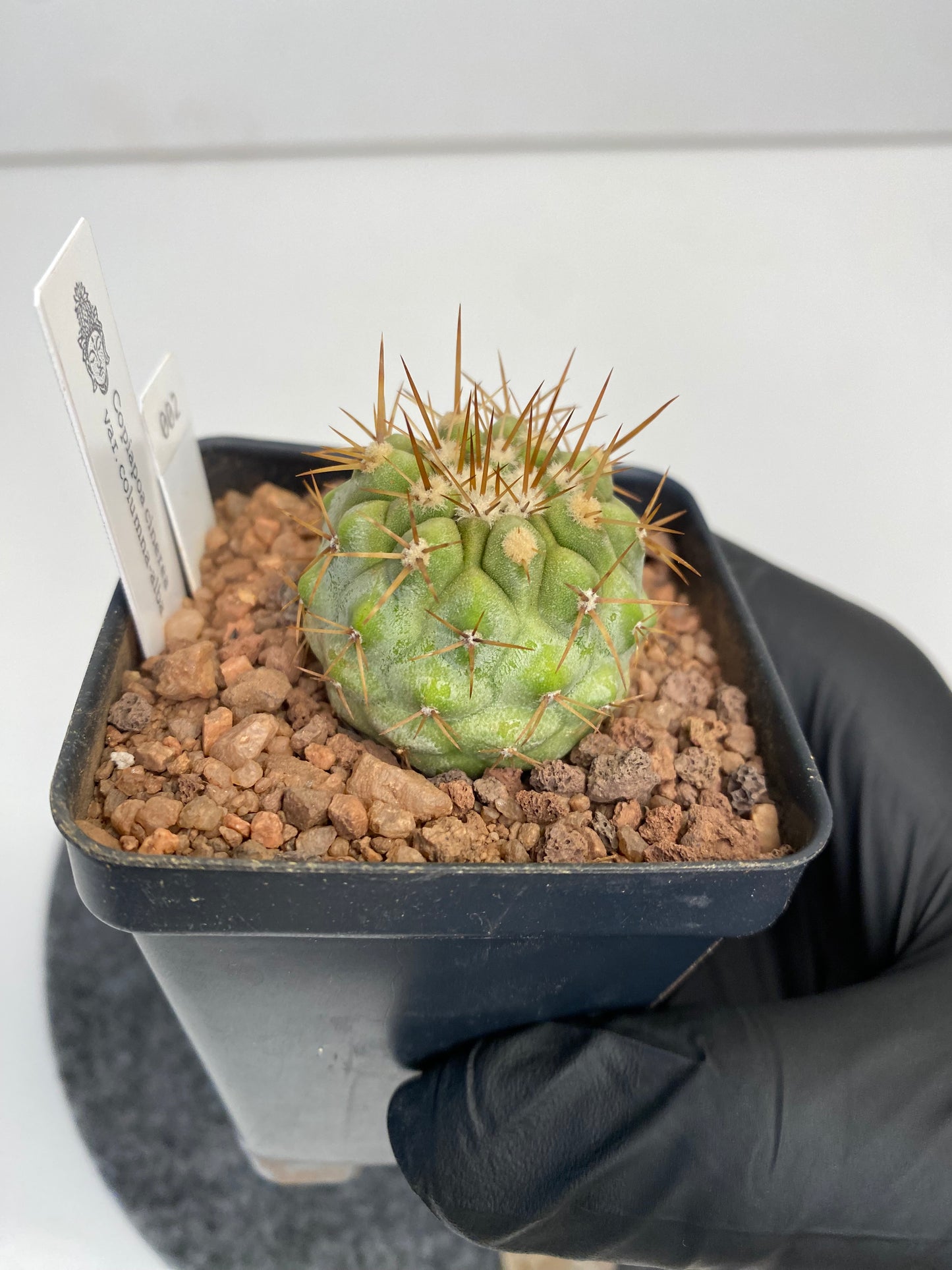 Copiapoa cinerea ssp. columna-alba #002