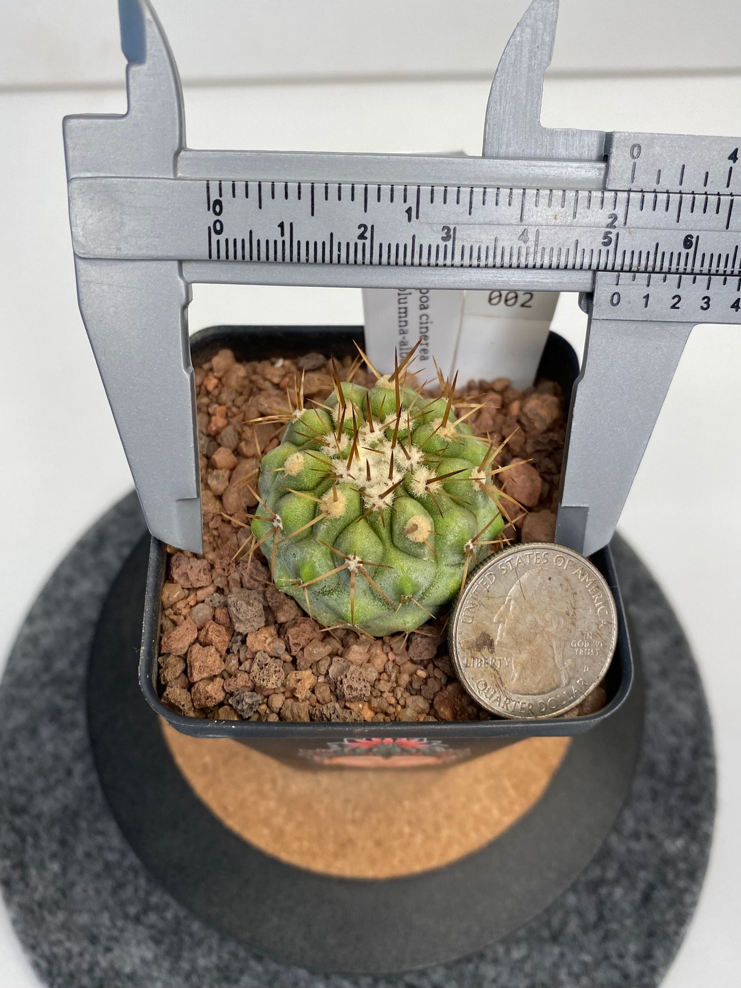 Copiapoa cinerea ssp. columna-alba #002