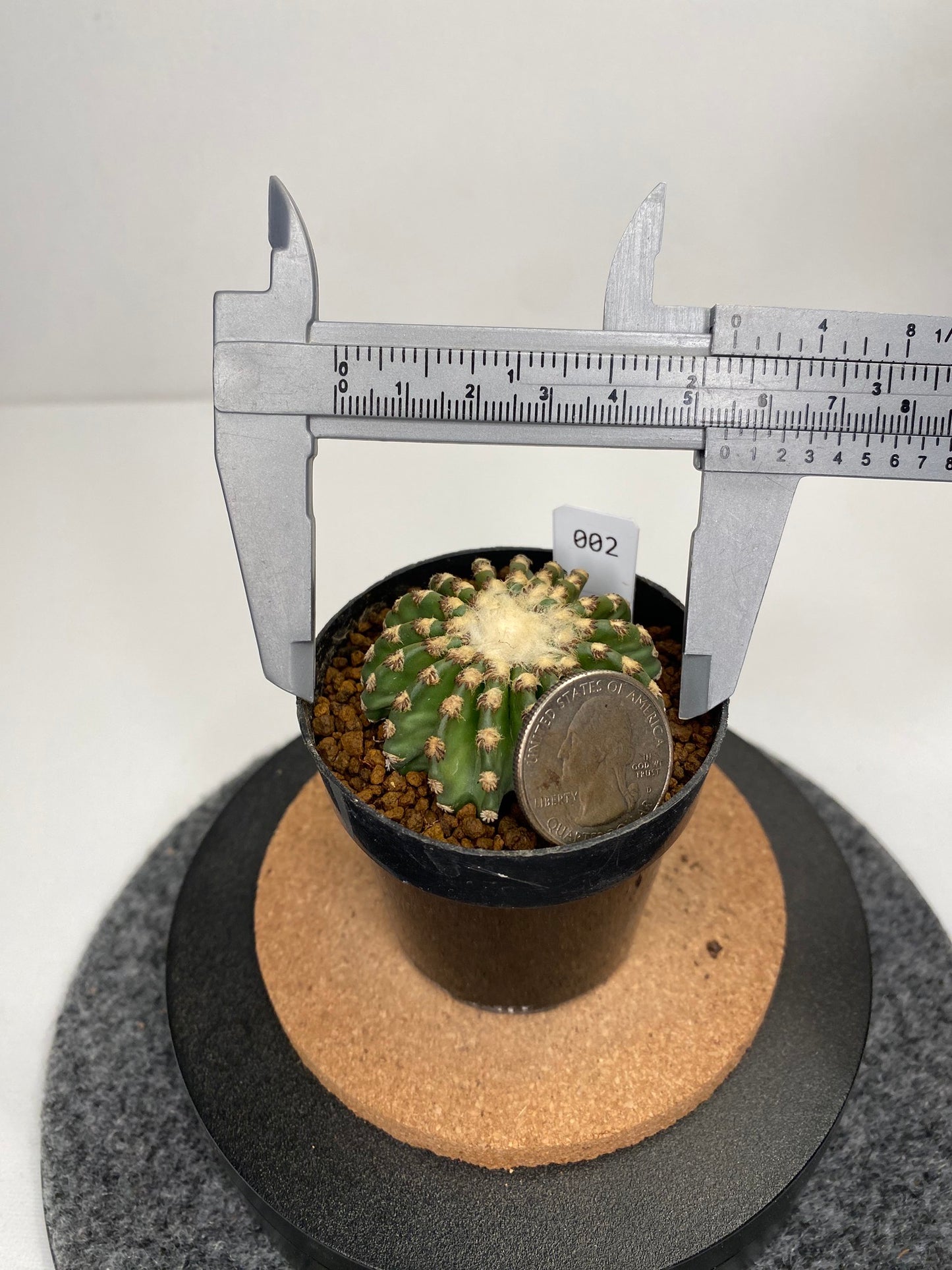 Discocactus horstii #002