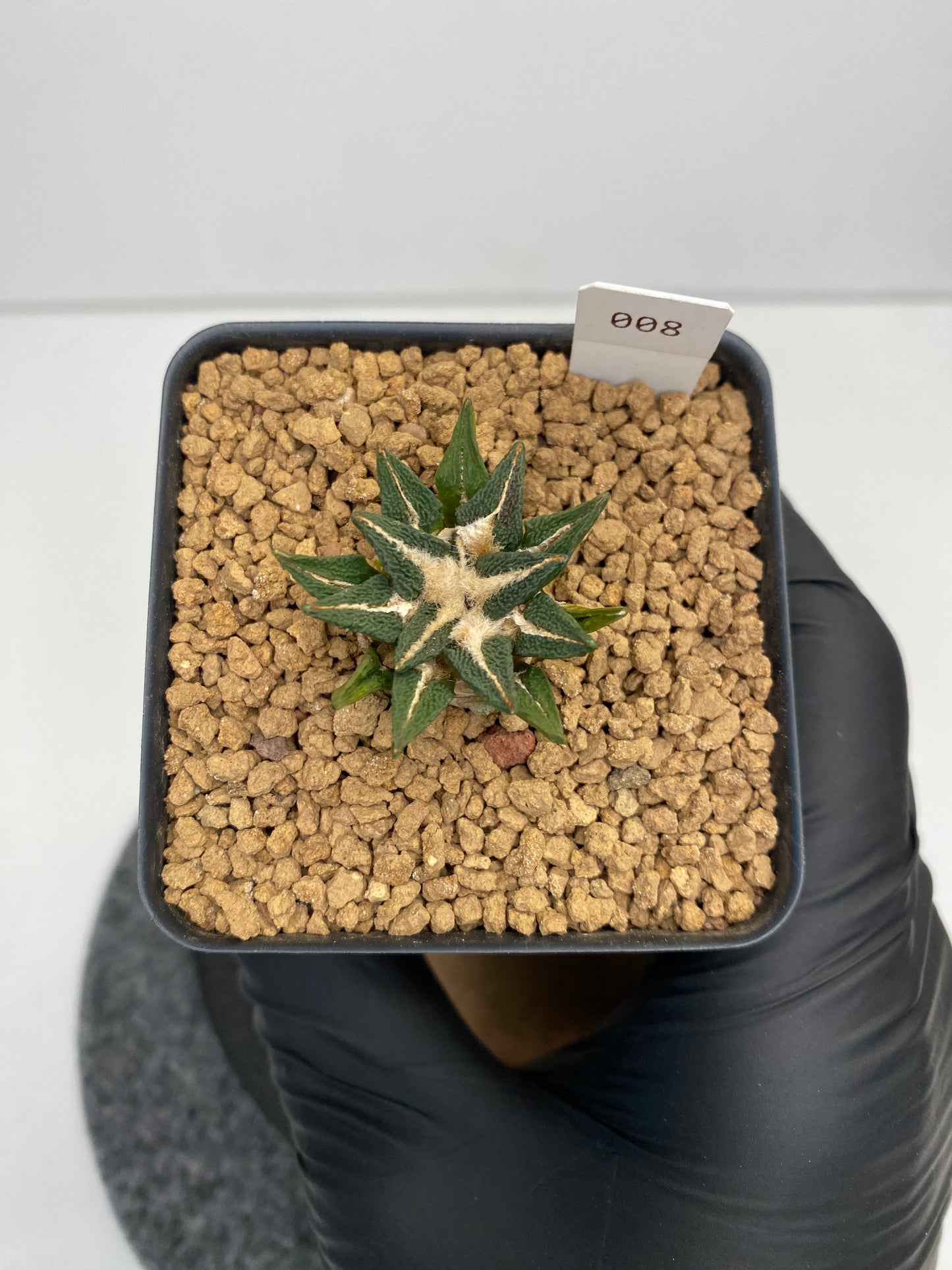 Ariocarpus kotschoubeyanus var.elephantidens "ooibo" #008