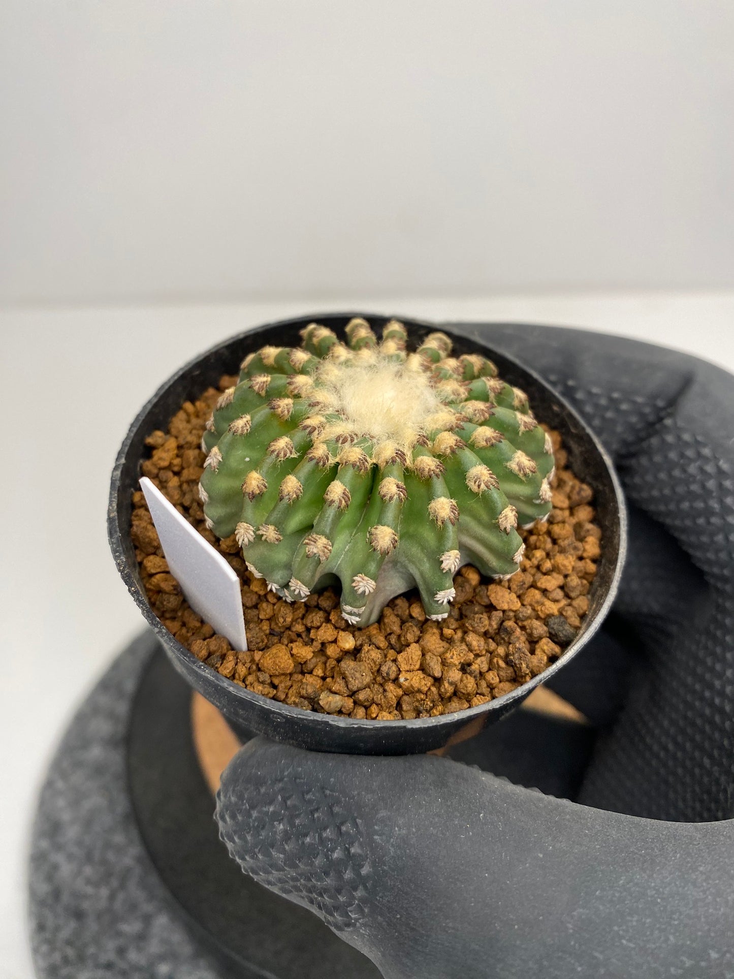Discocactus horstii #002