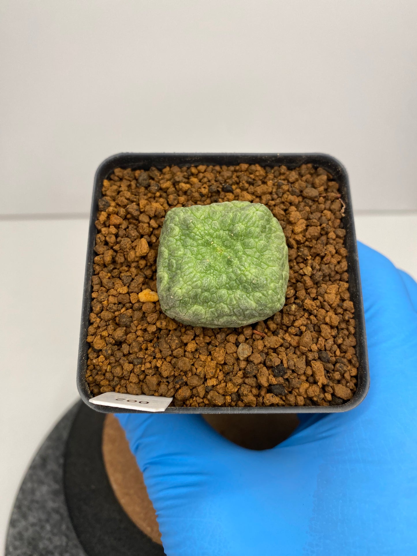 Pseudolithos cubiformis #003