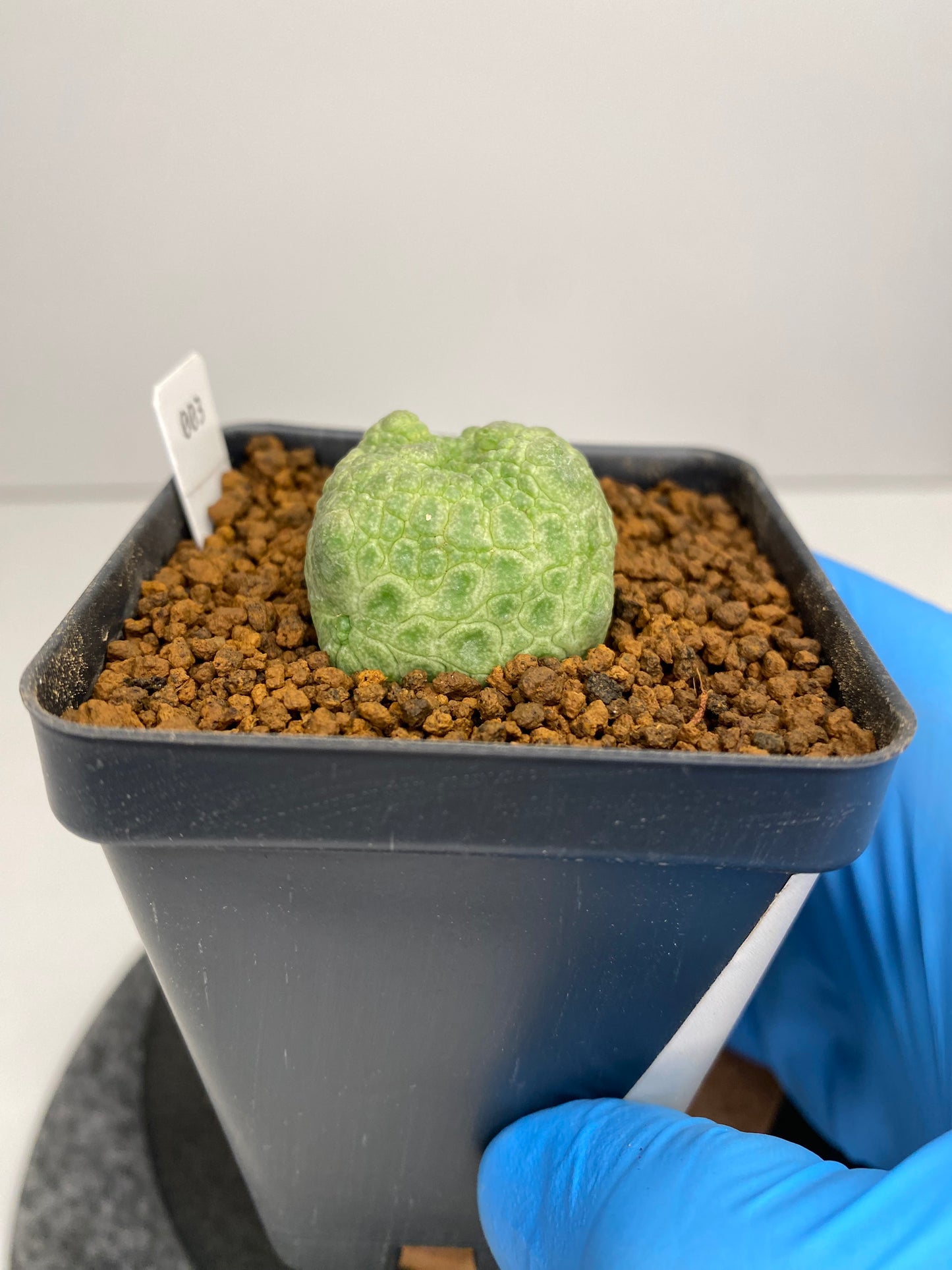 Pseudolithos cubiformis #003