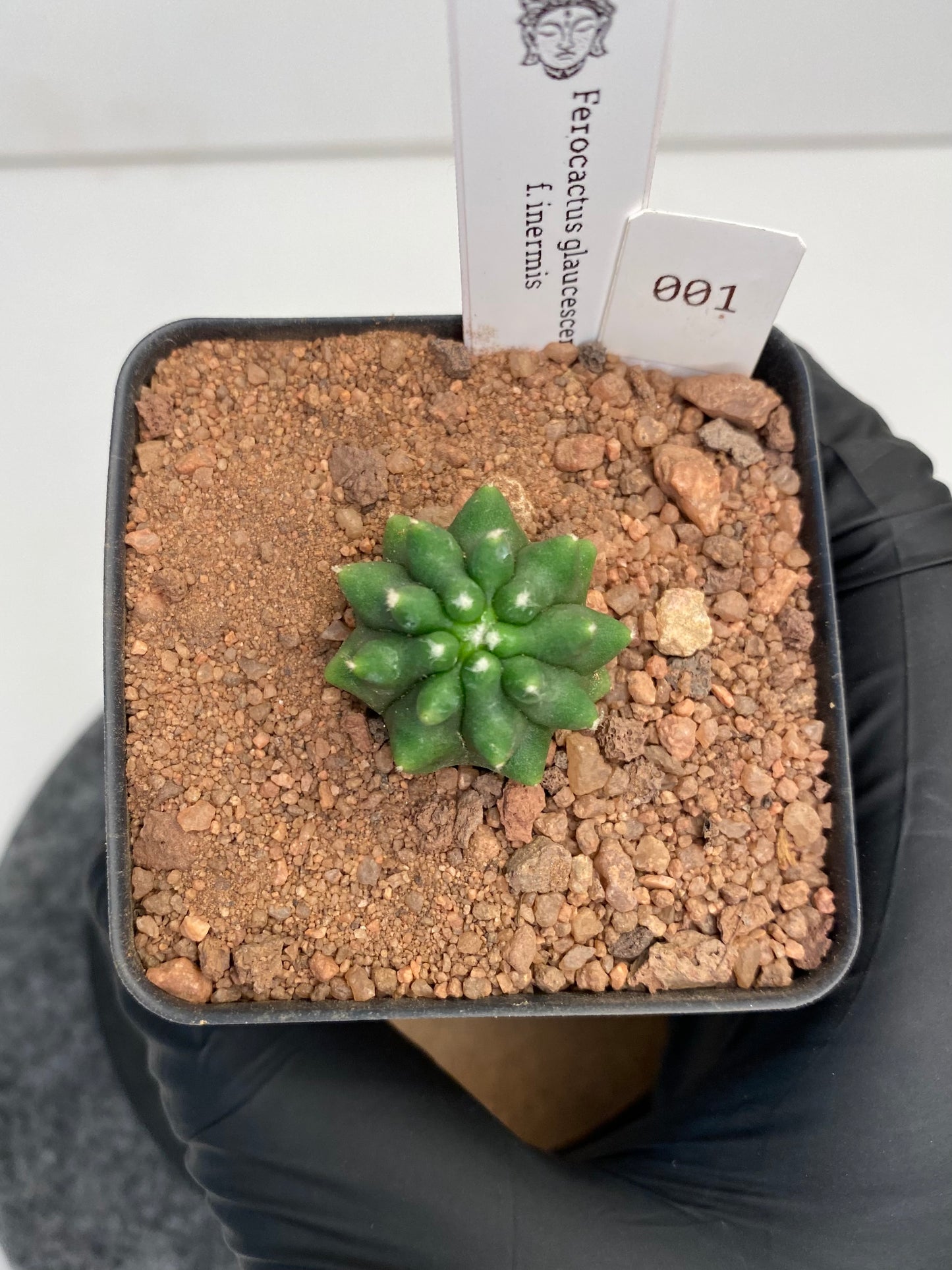 Ferocactus glaucescens f. inermis #001