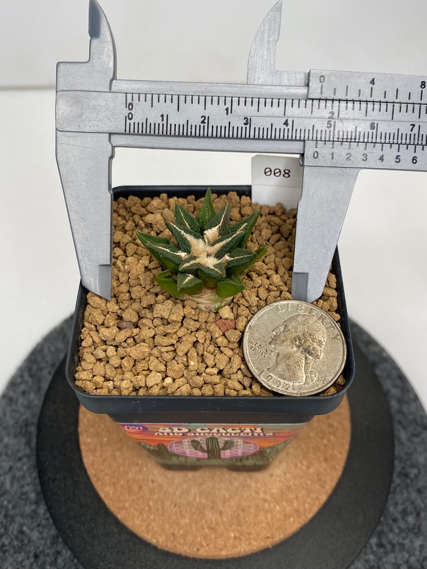 Ariocarpus kotschoubeyanus var.elephantidens "ooibo" #008
