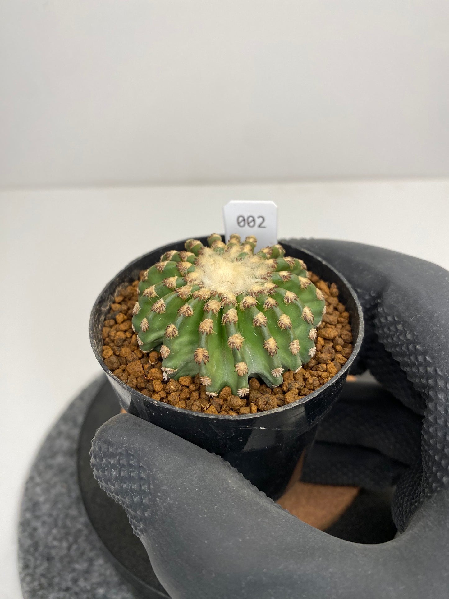 Discocactus horstii #002