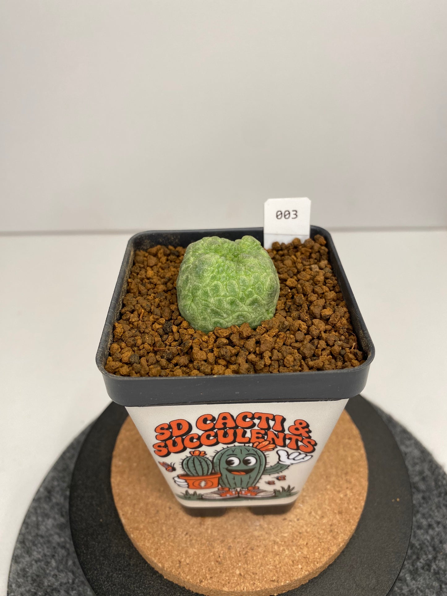 Pseudolithos cubiformis #003