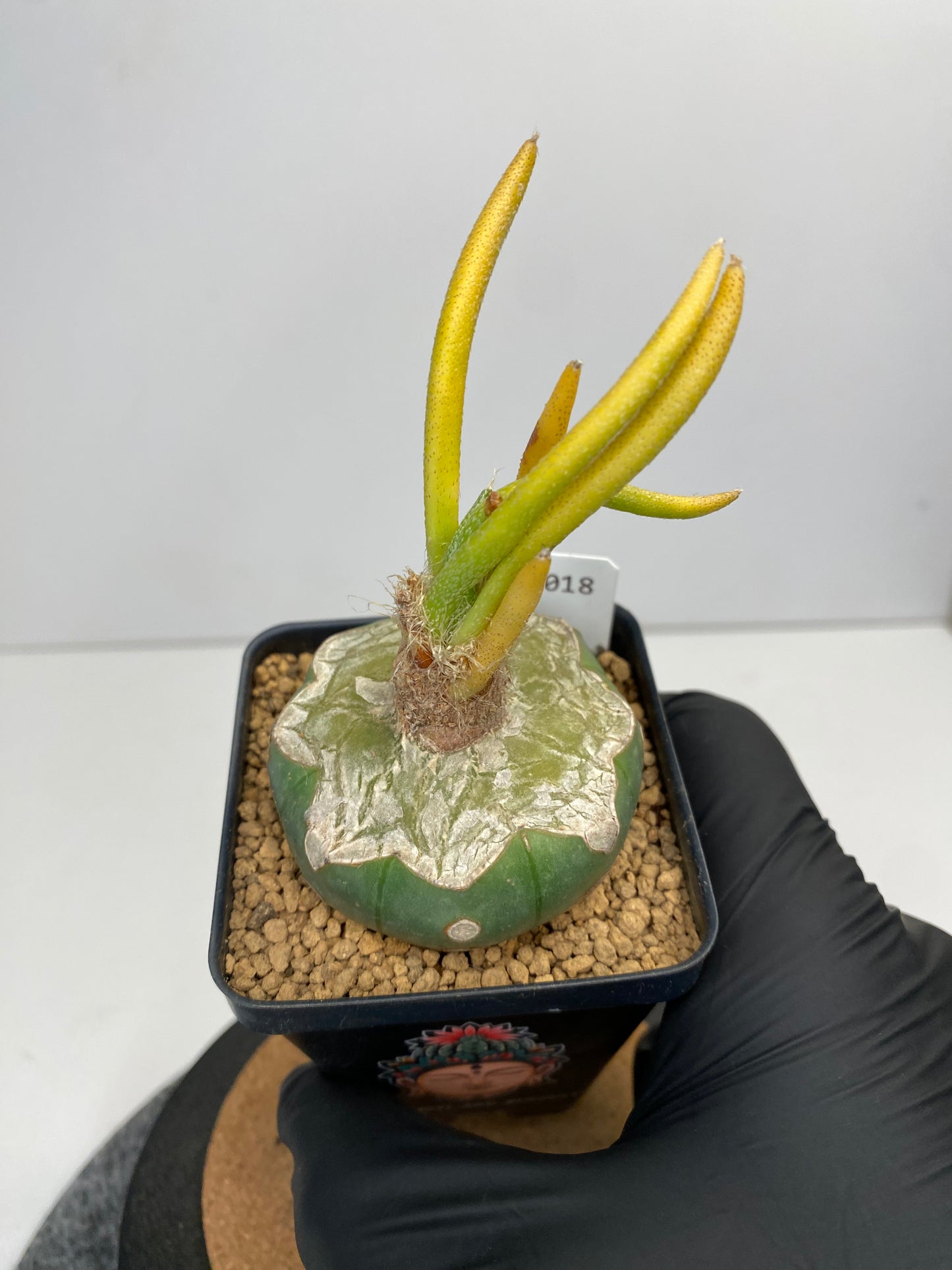 Variegated astrophytum caput-medusae graft #018
