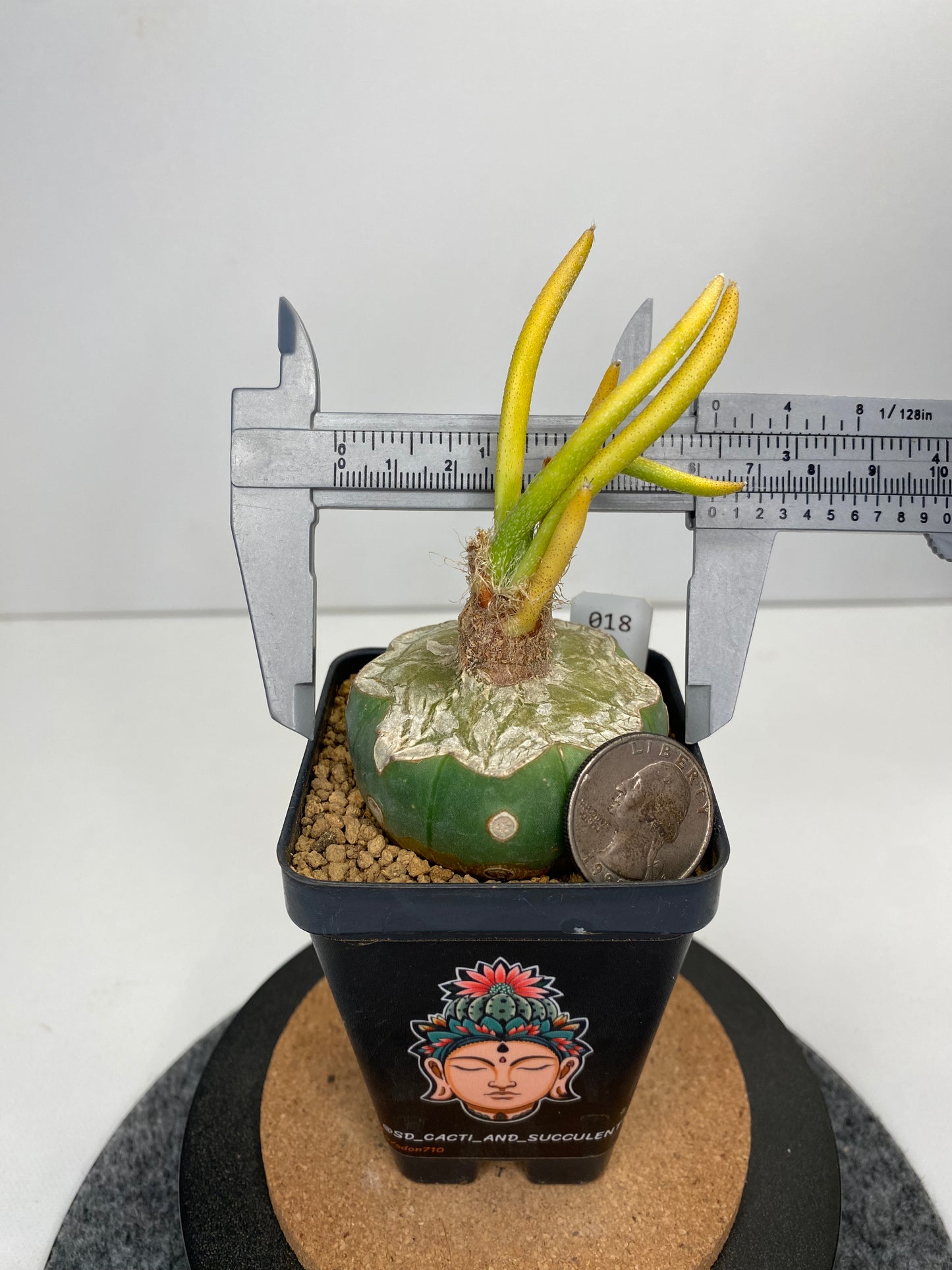 Variegated astrophytum caput-medusae graft #018