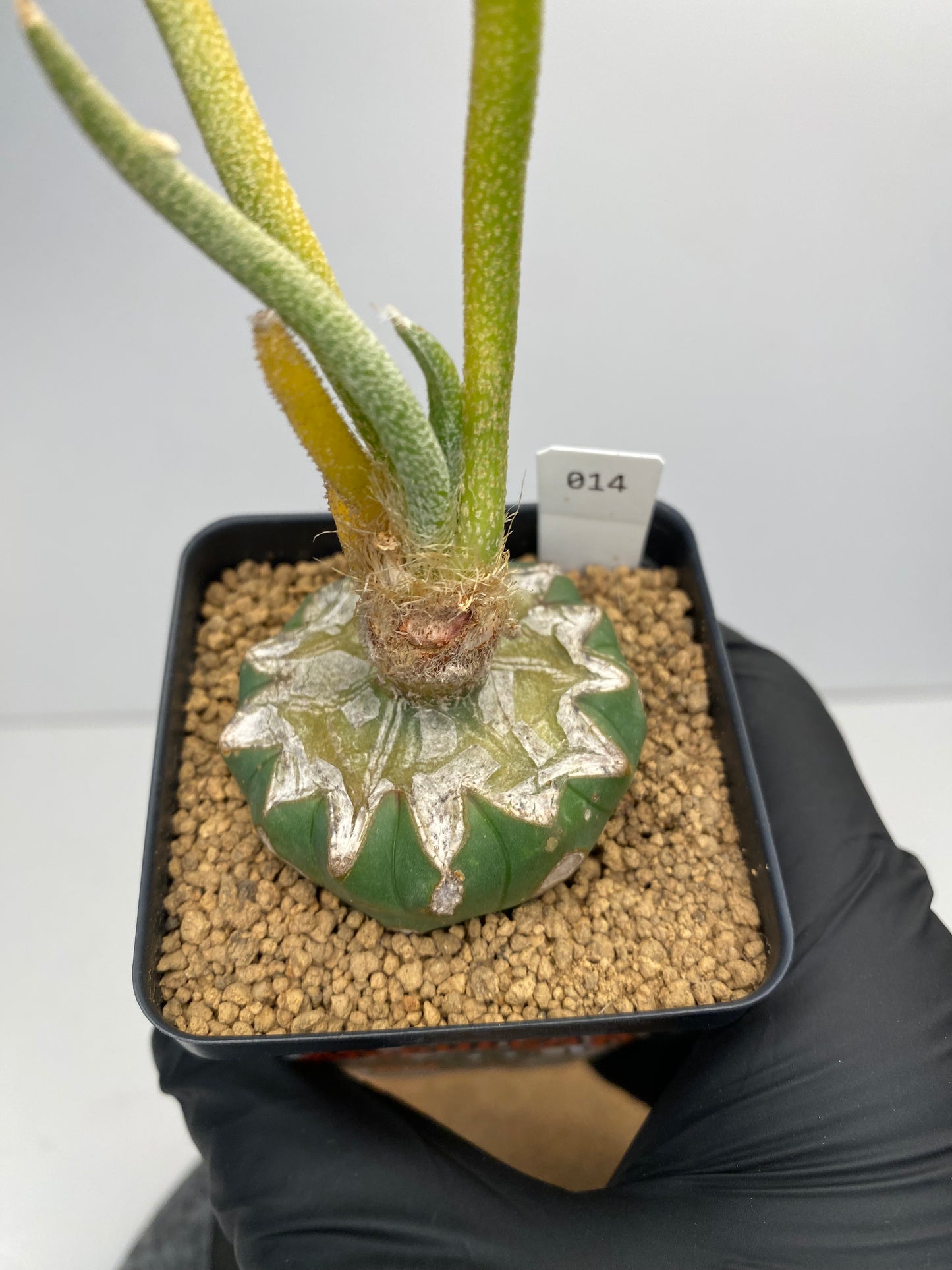 Variegated astrophytum caput-medusae graft #014