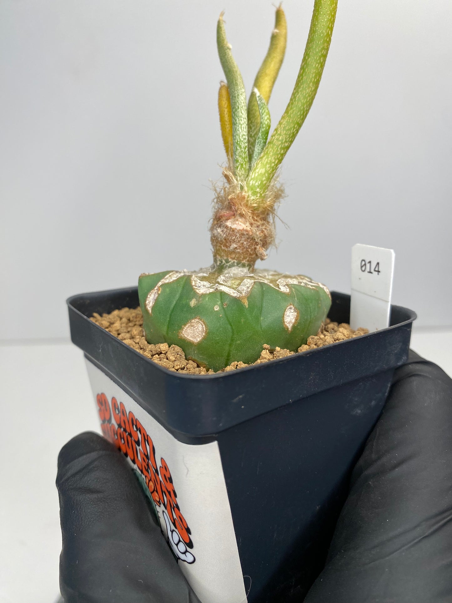 Variegated astrophytum caput-medusae graft #014