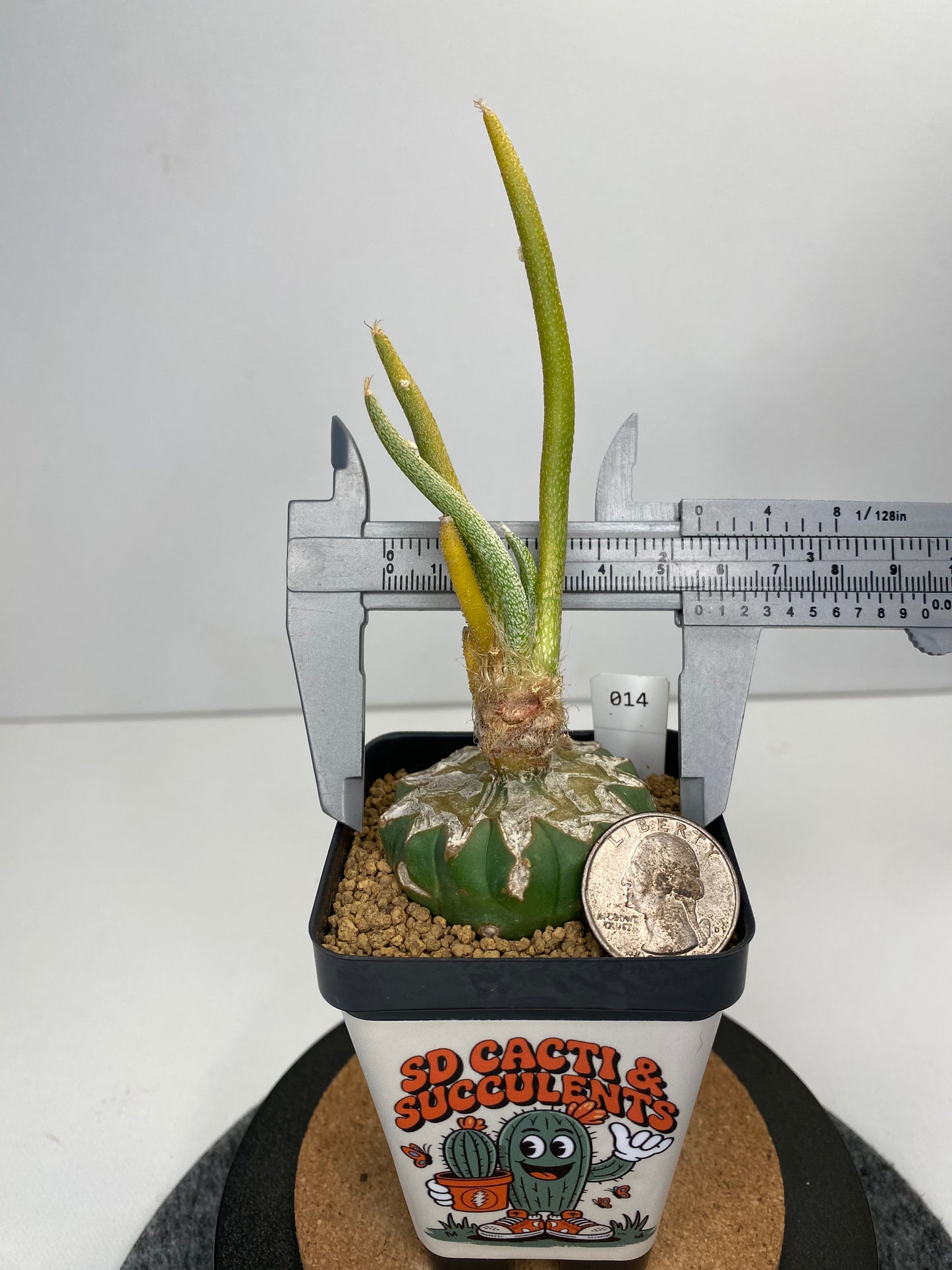 Variegated astrophytum caput-medusae graft #014