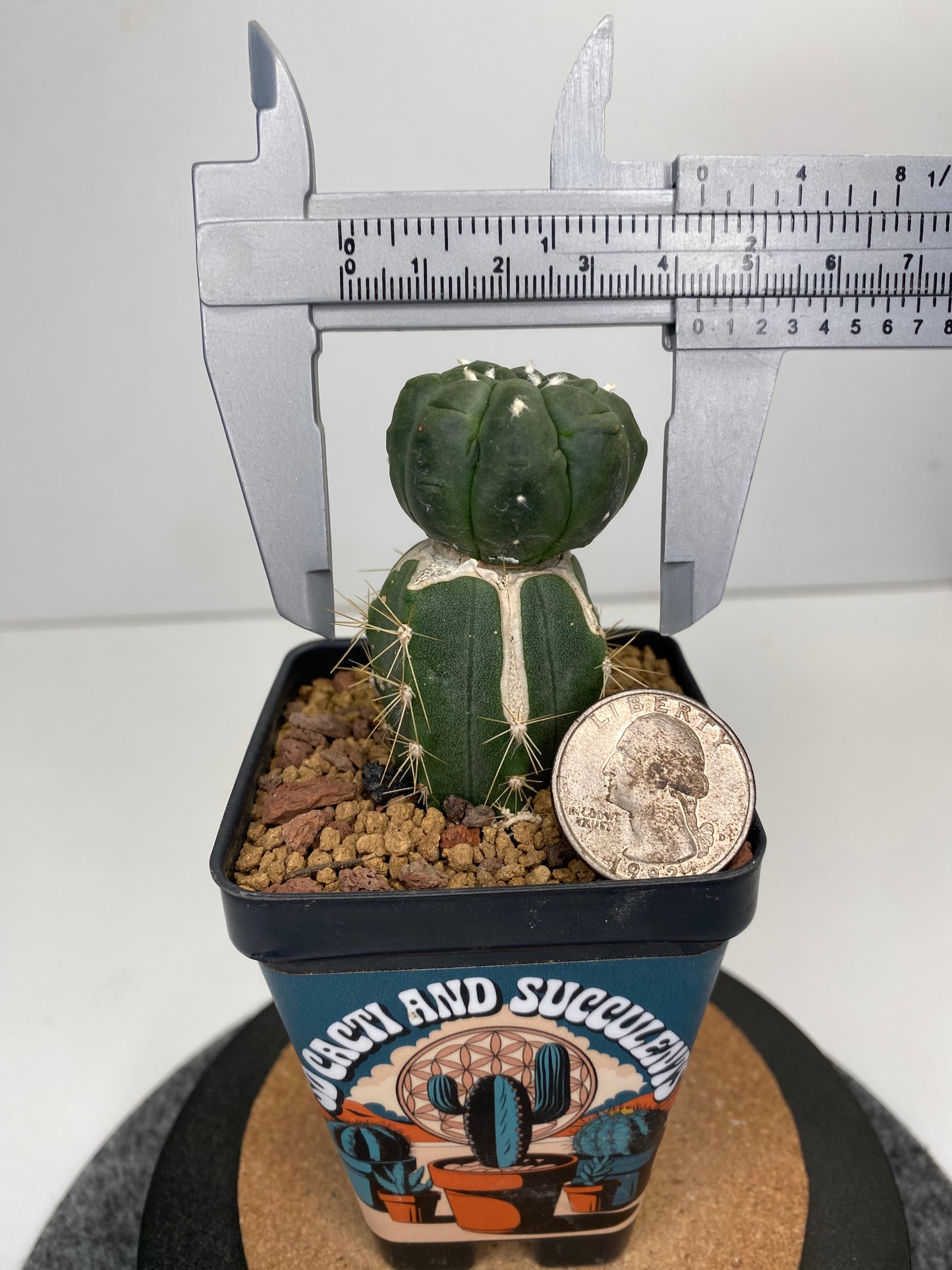 Astrophytum asterias cv. lizard skin T2-879 graft