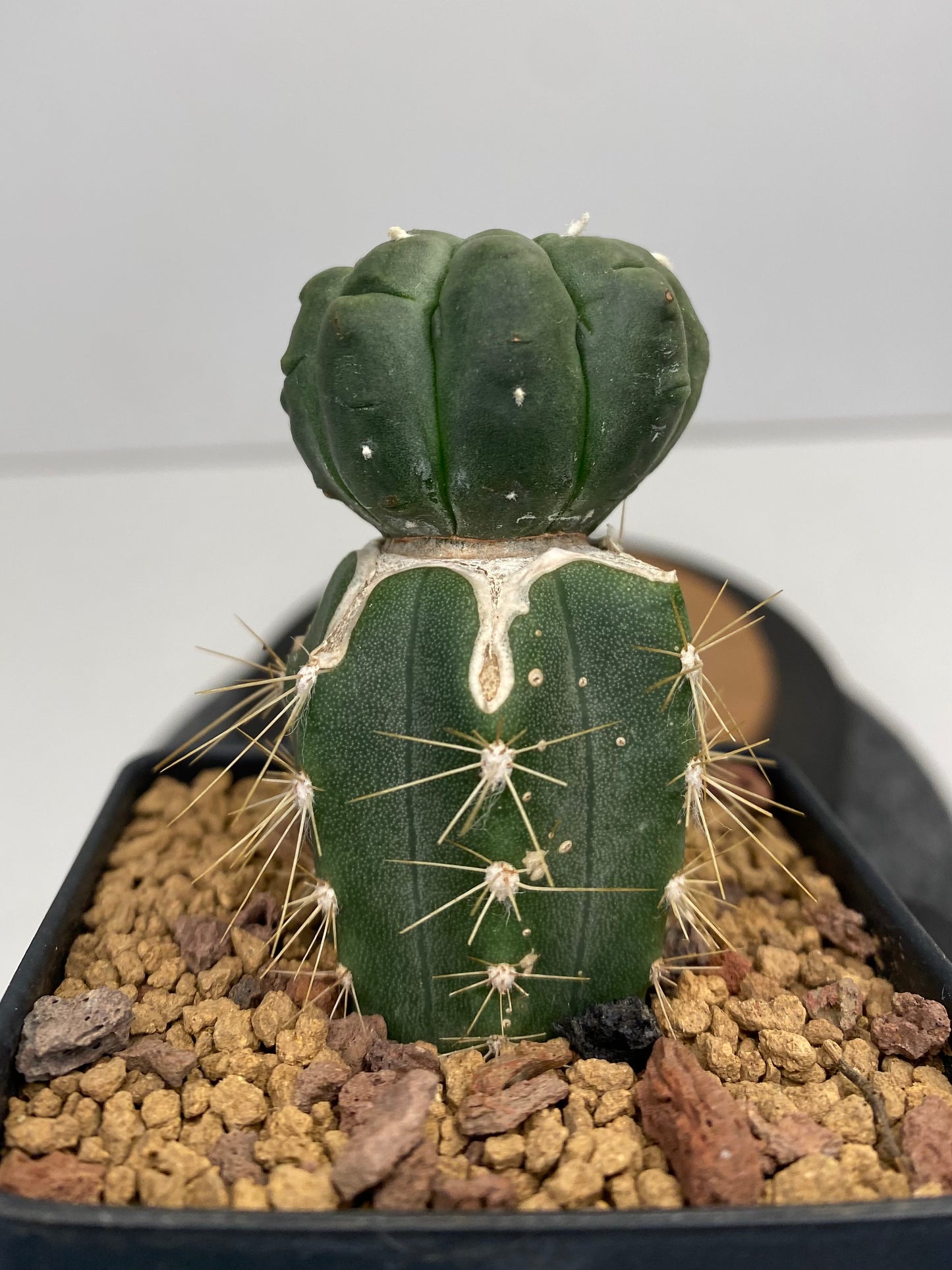 Astrophytum asterias cv. lizard skin T2-879 graft