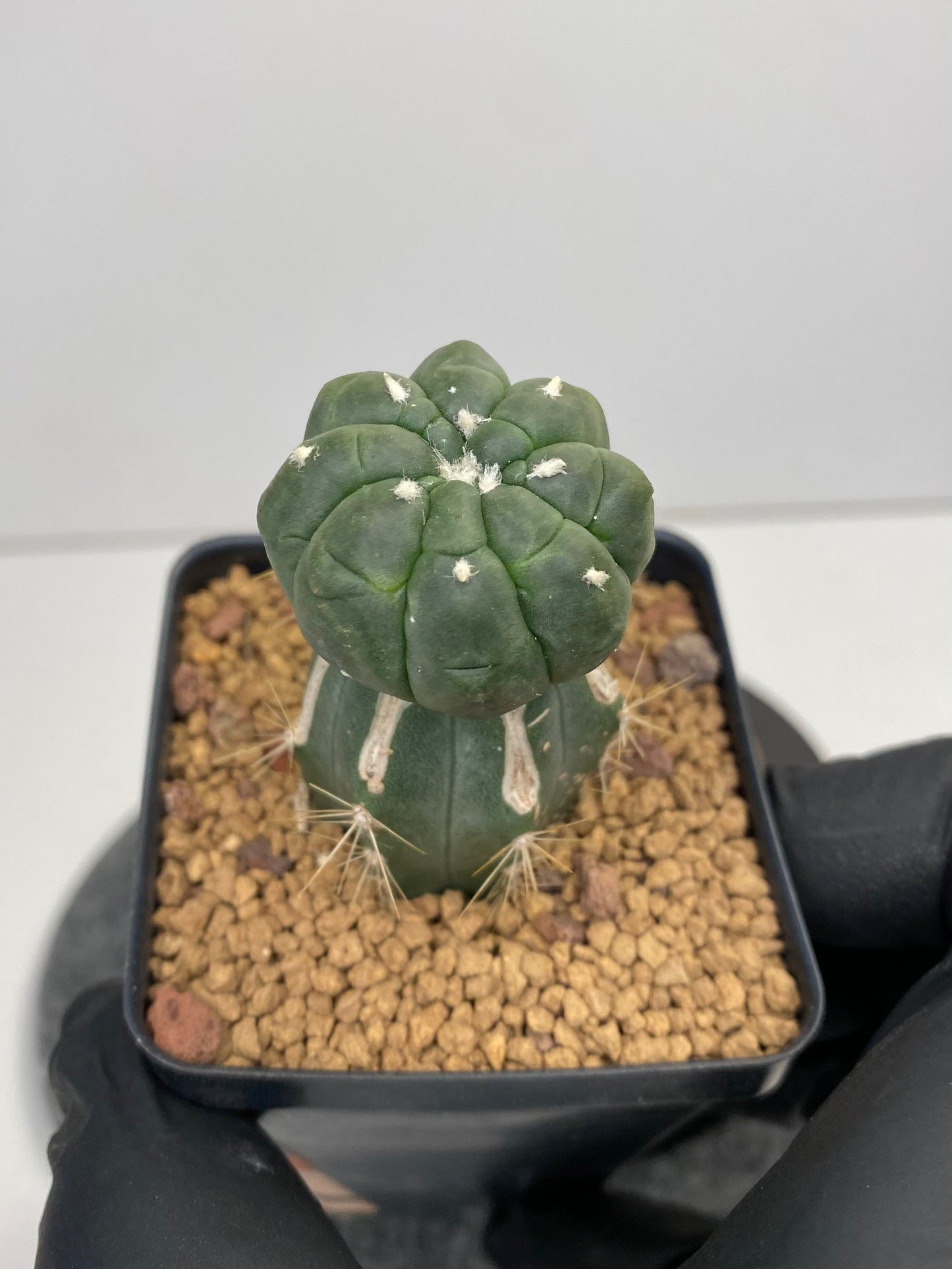 Astrophytum asterias cv. lizard skin T2-879 graft