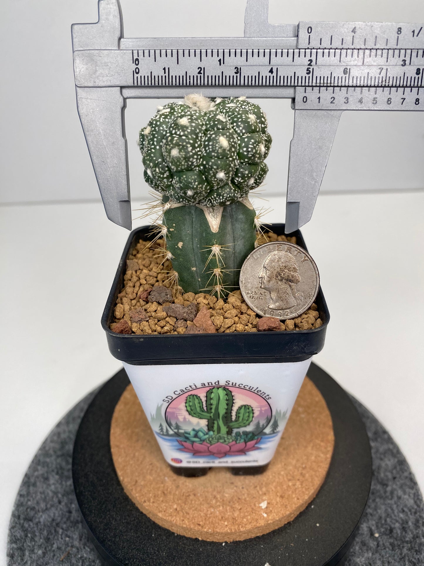 Astrophytum asterias cv. kabuto kikko lizard skin graft
