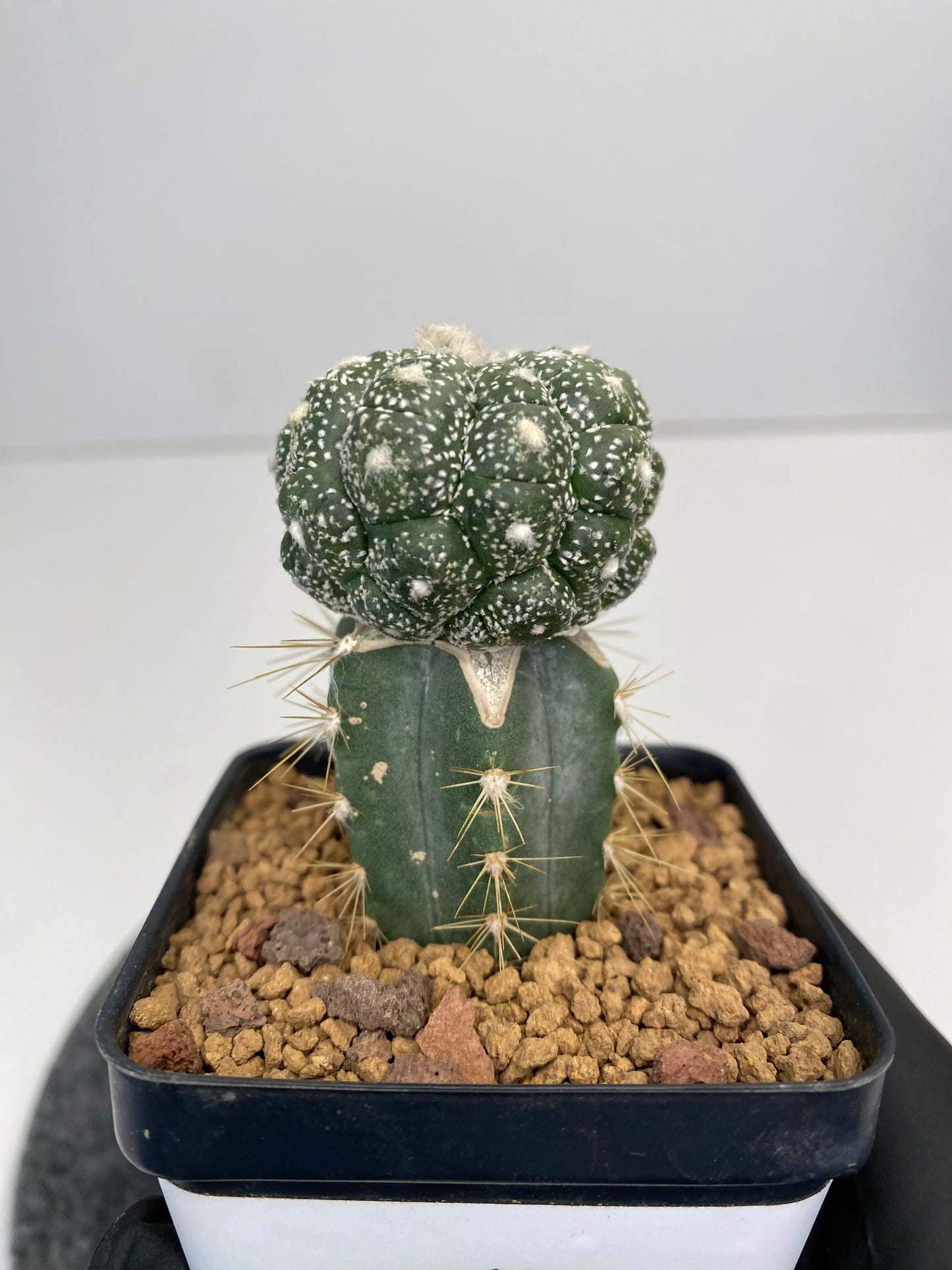 Astrophytum asterias cv. kabuto kikko lizard skin graft