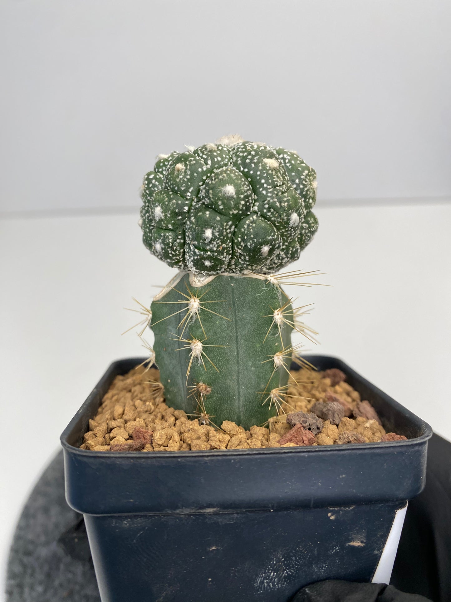 Astrophytum asterias cv. kabuto kikko lizard skin graft