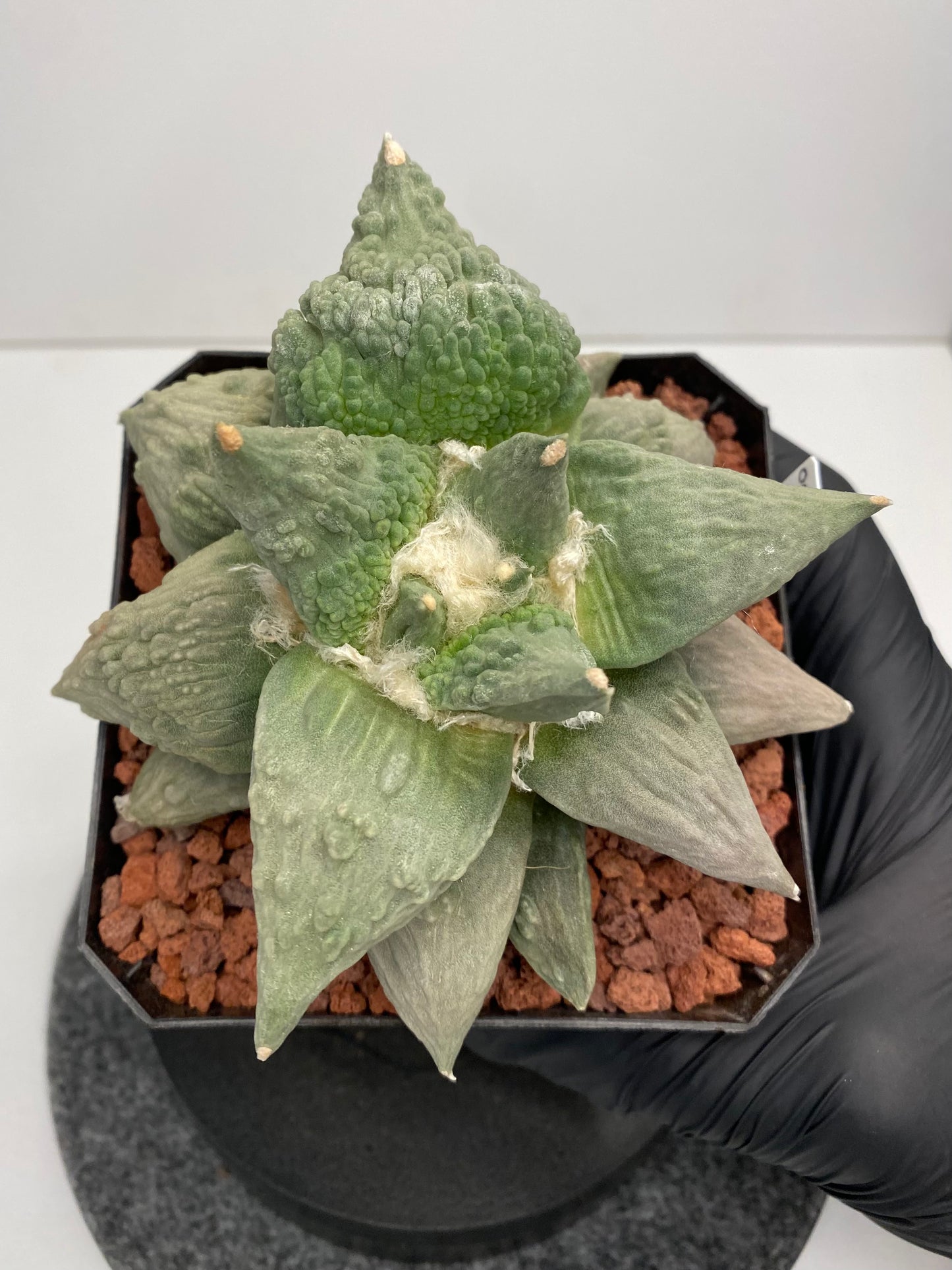 Ariocarpus retusus cv. cauliflower