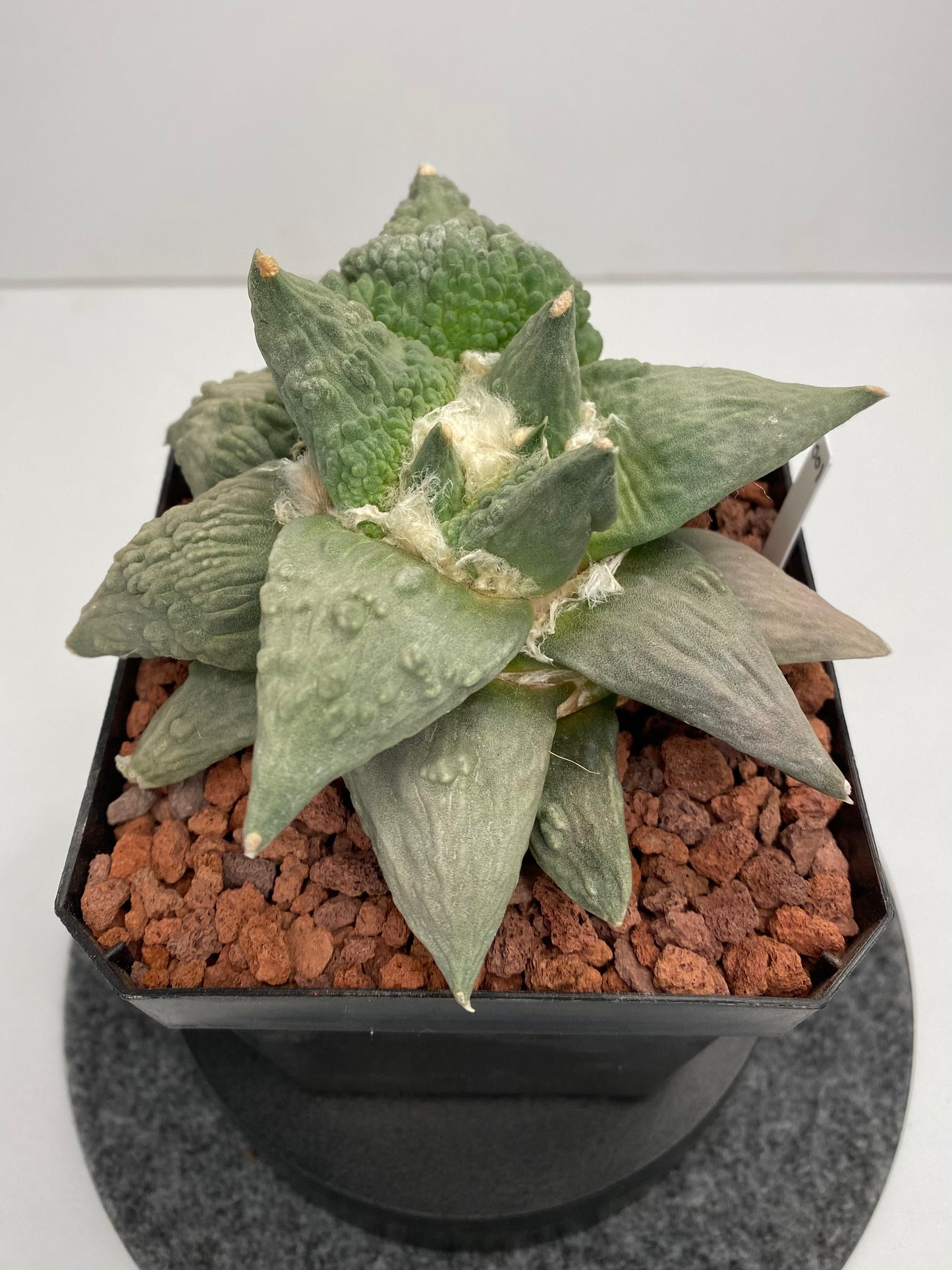Ariocarpus retusus cv. cauliflower