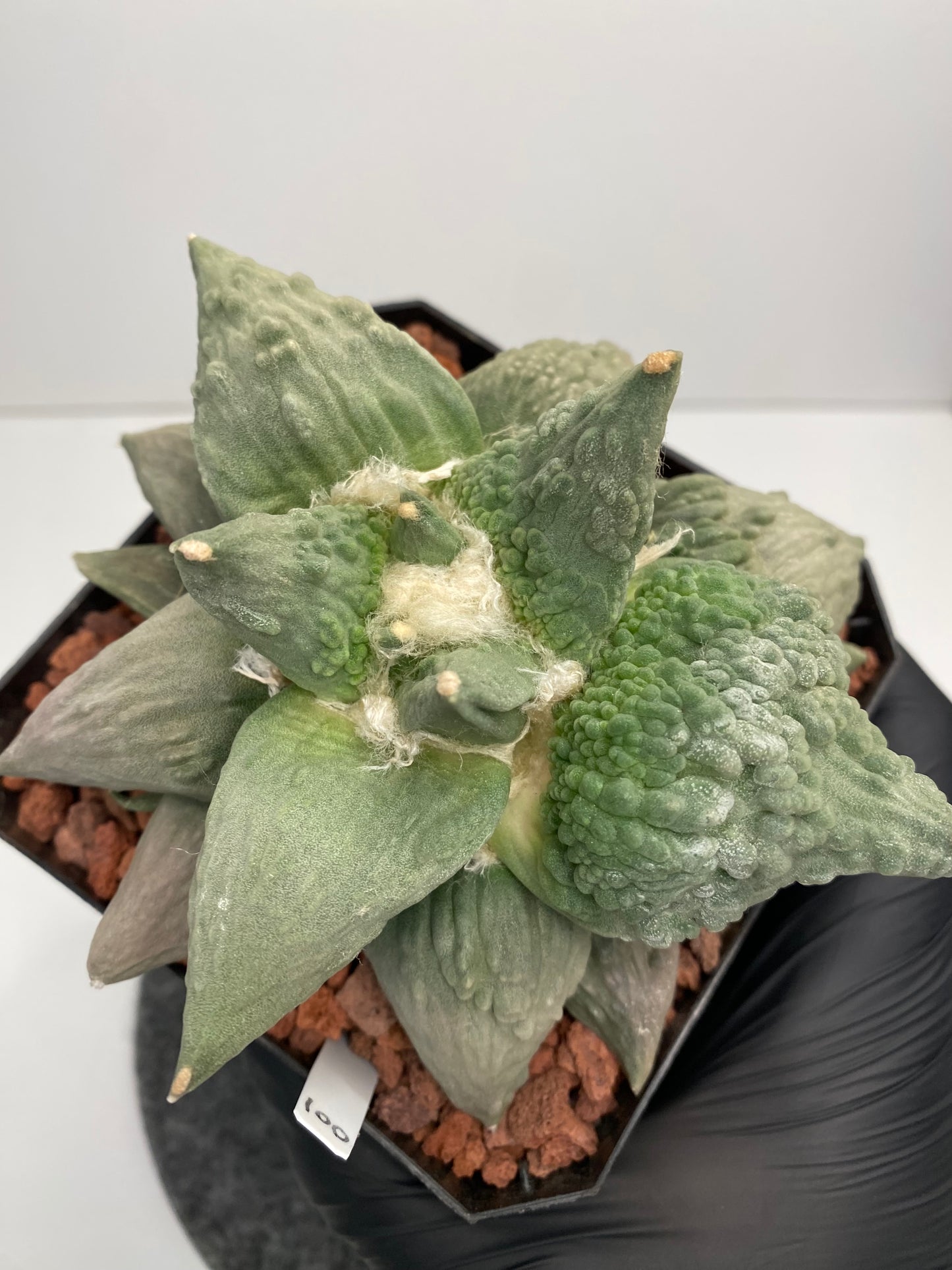 Ariocarpus retusus cv. cauliflower
