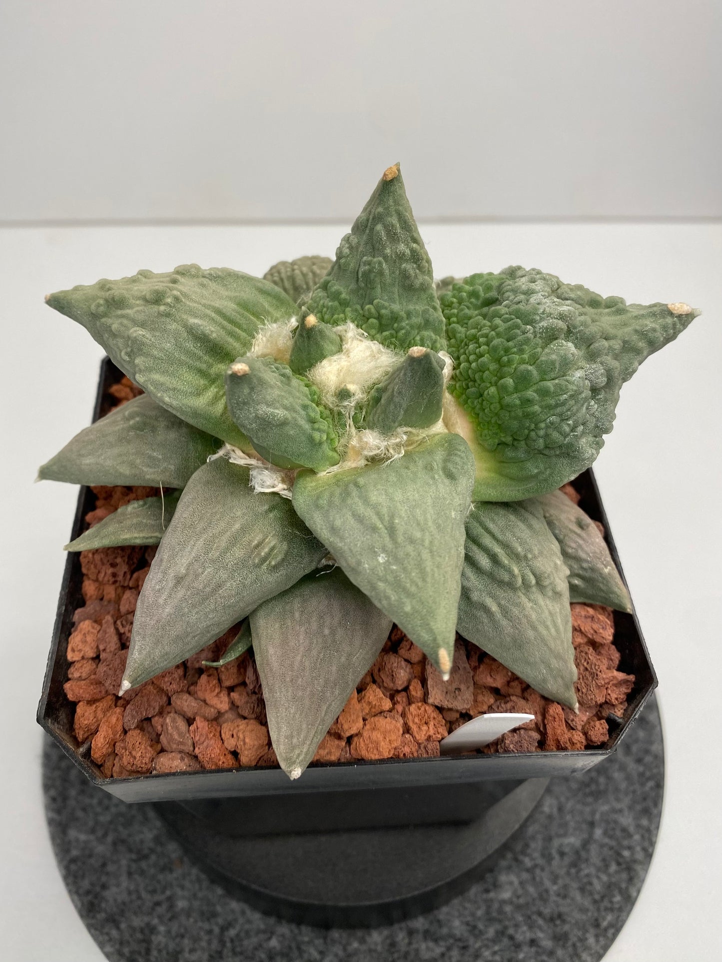 Ariocarpus retusus cv. cauliflower