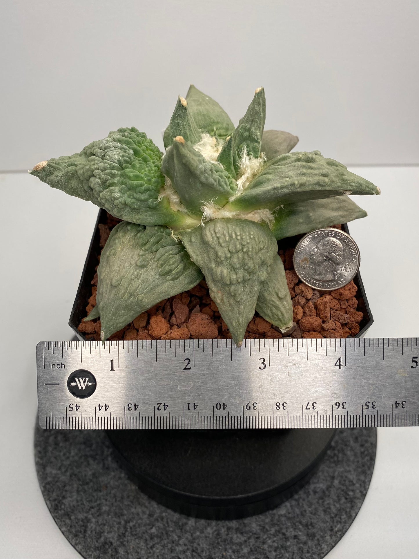 Ariocarpus retusus cv. cauliflower