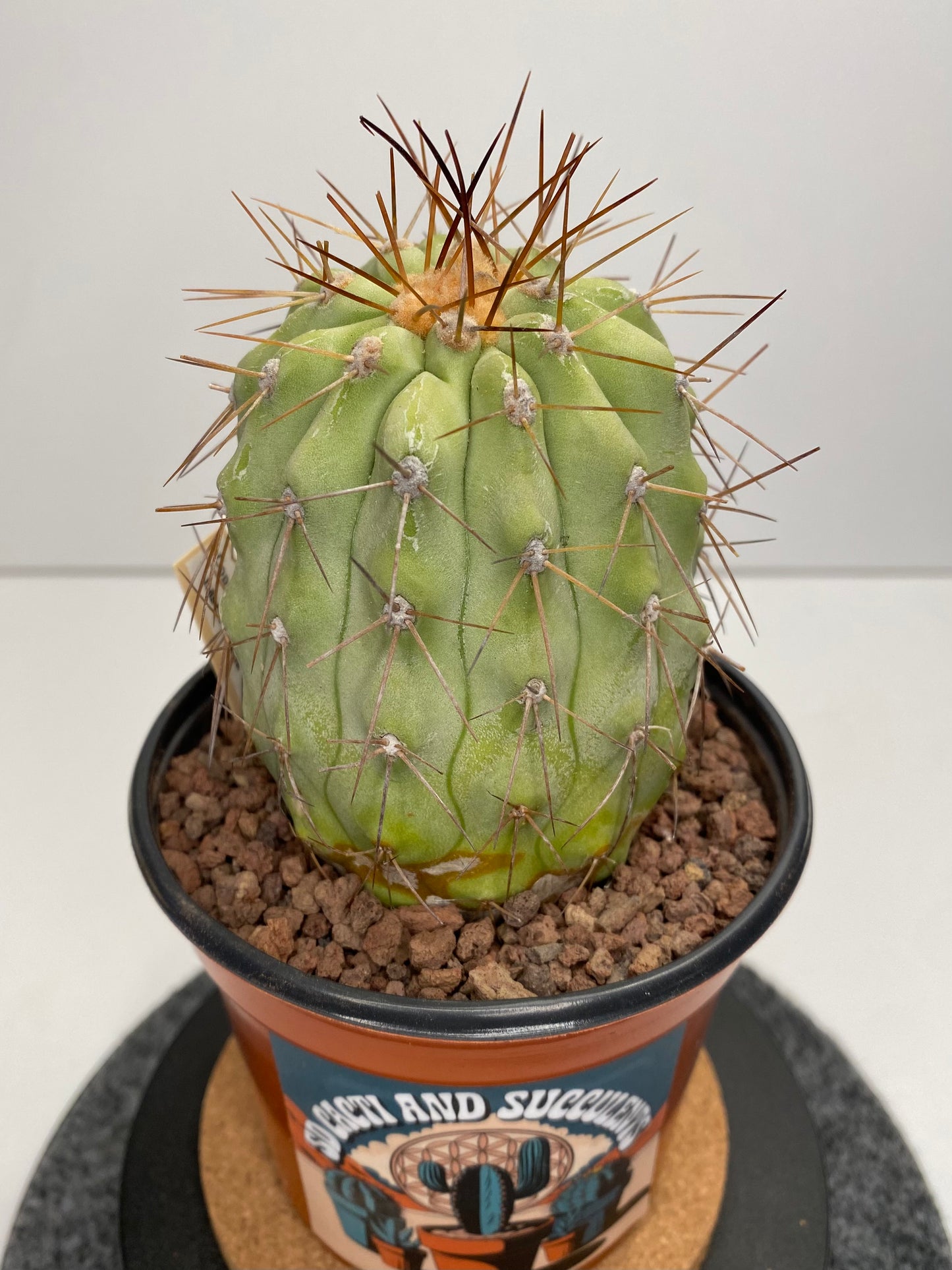 Copiapoa haseltoniana