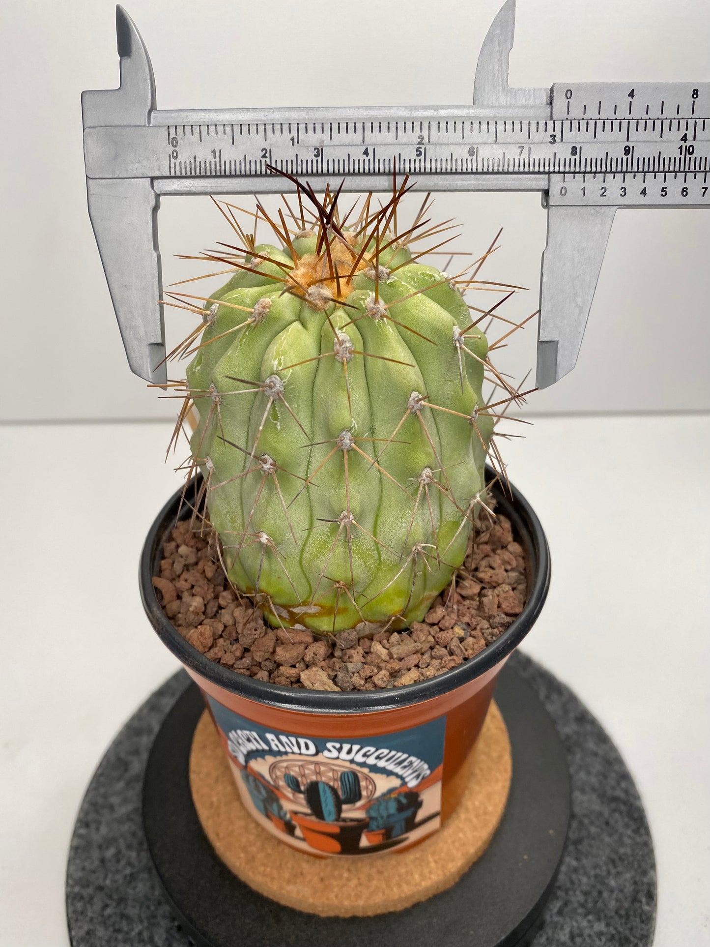 Copiapoa haseltoniana
