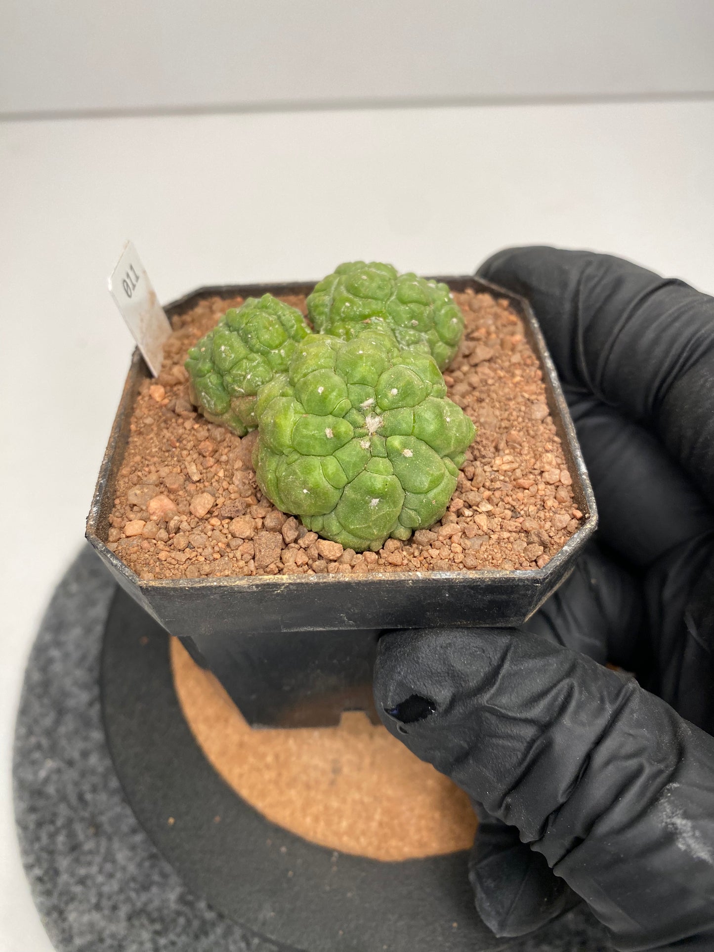 Astrophytum asterias cv. lizard Skin #011
