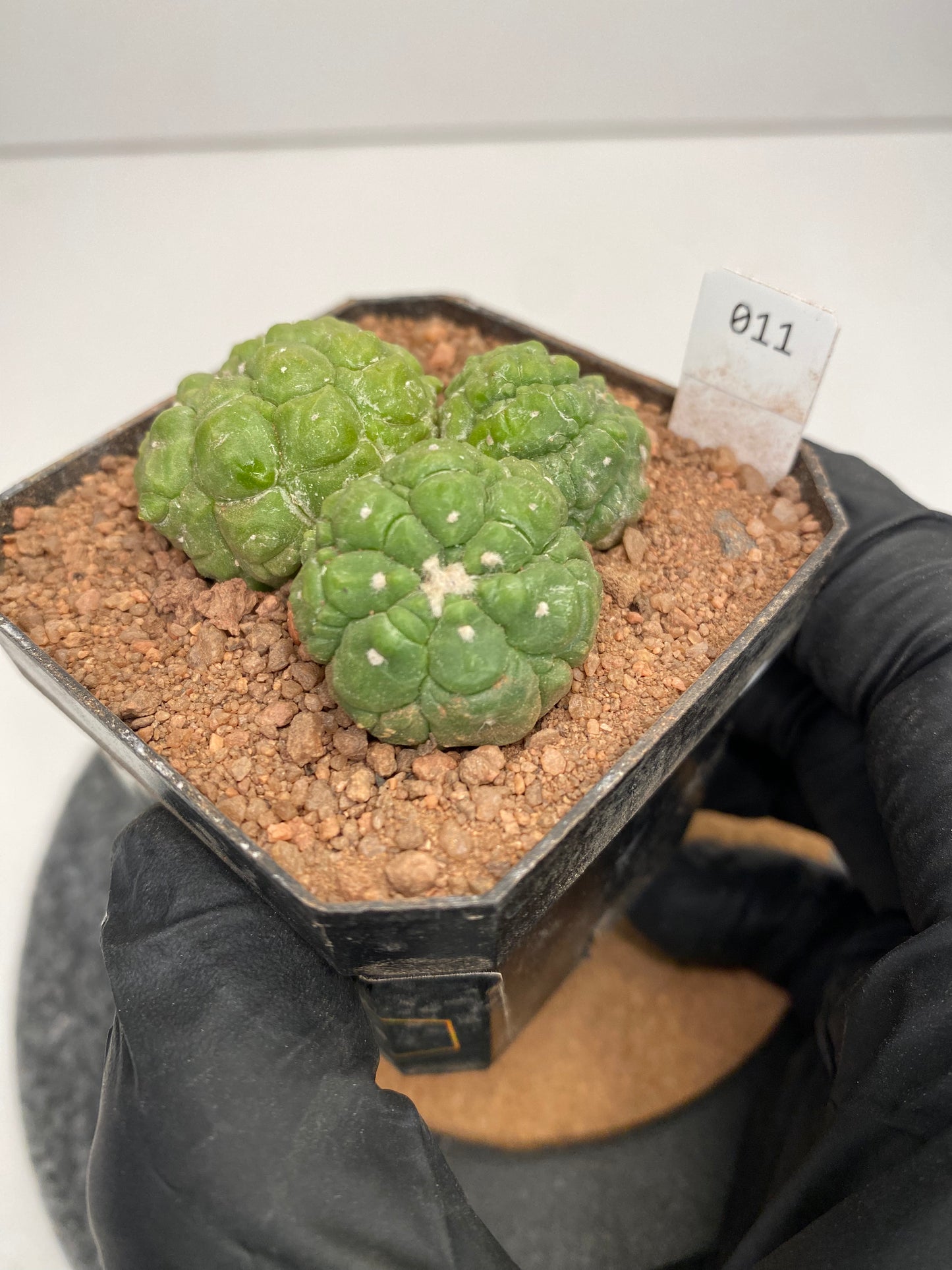 Astrophytum asterias cv. lizard Skin #011