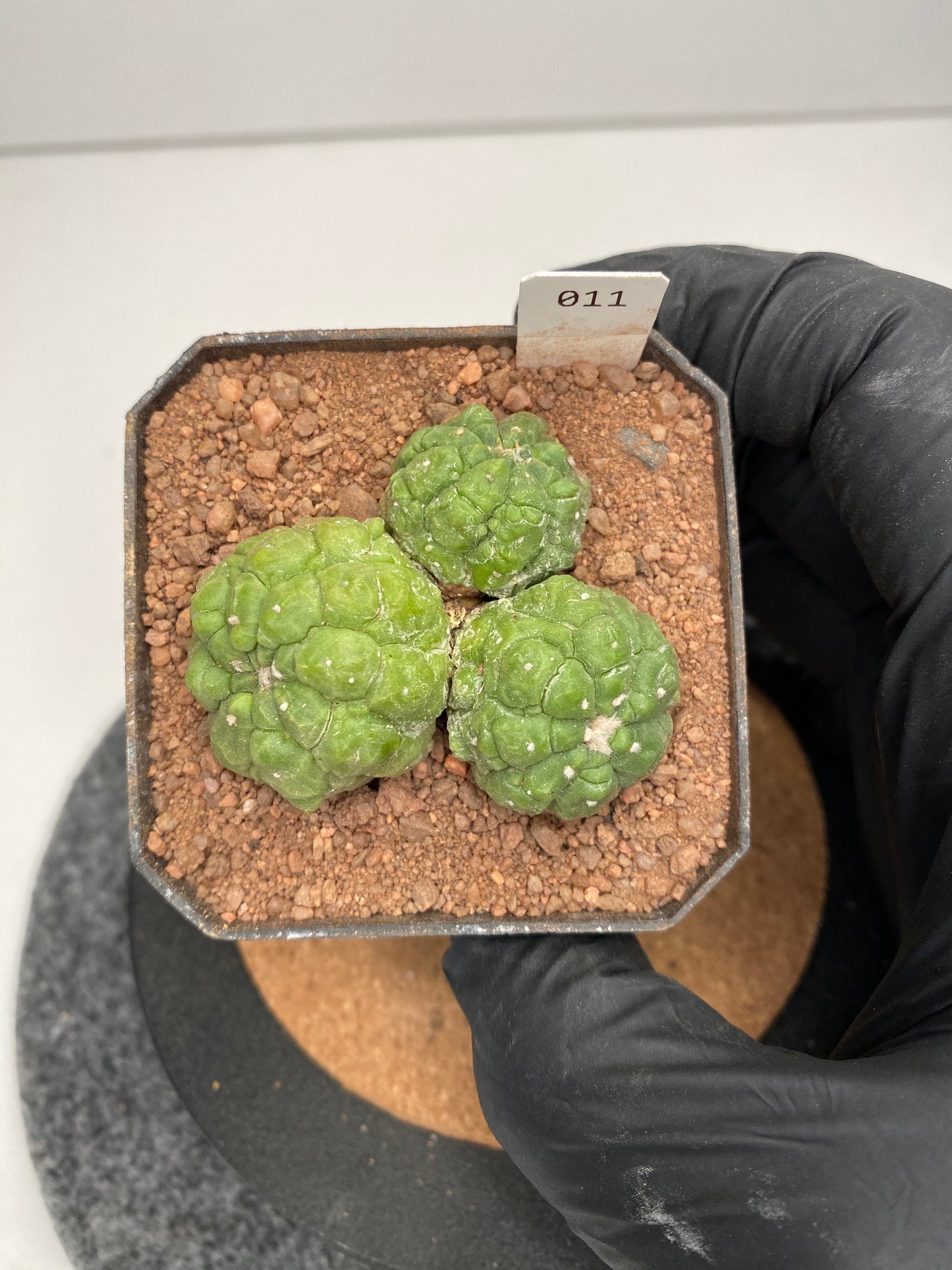 Astrophytum asterias cv. lizard Skin #011