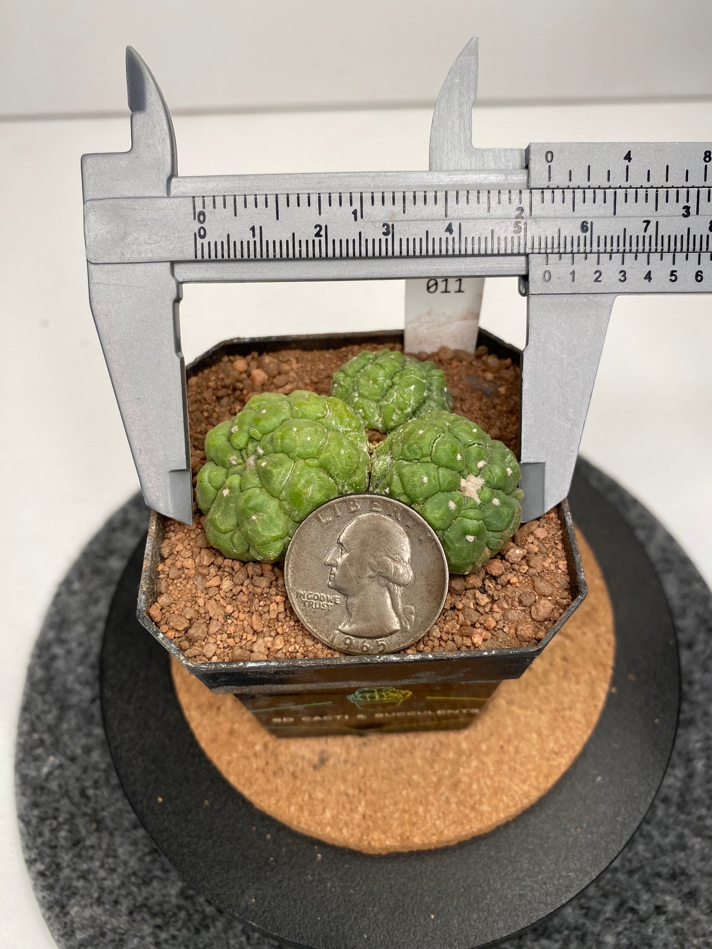 Astrophytum asterias cv. lizard Skin #011