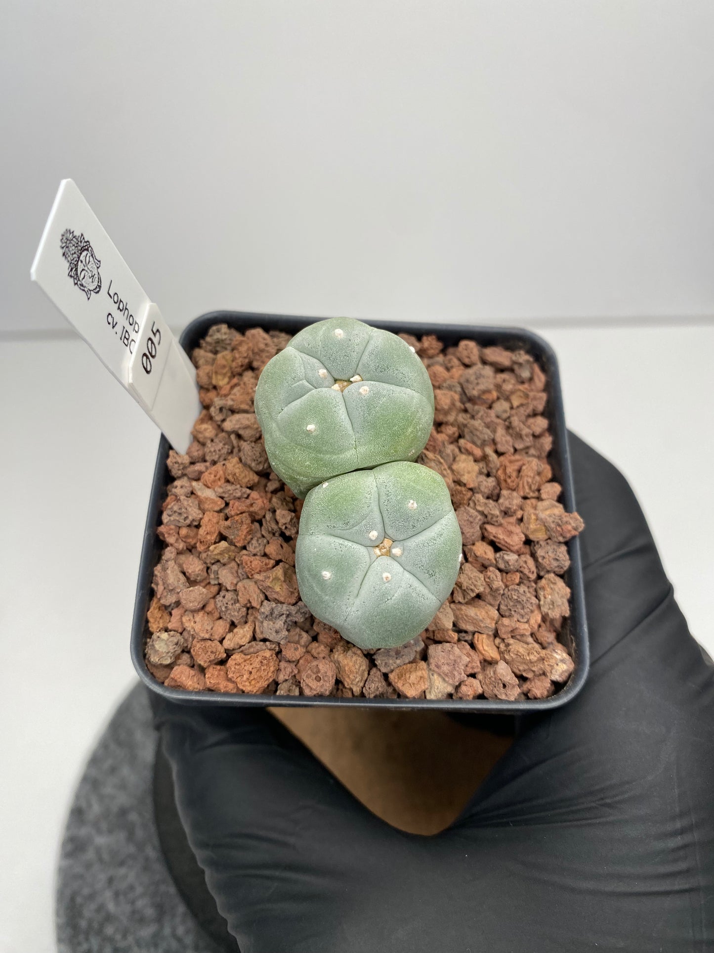 Lophophora fricii twin cv. IBO x IBO #005