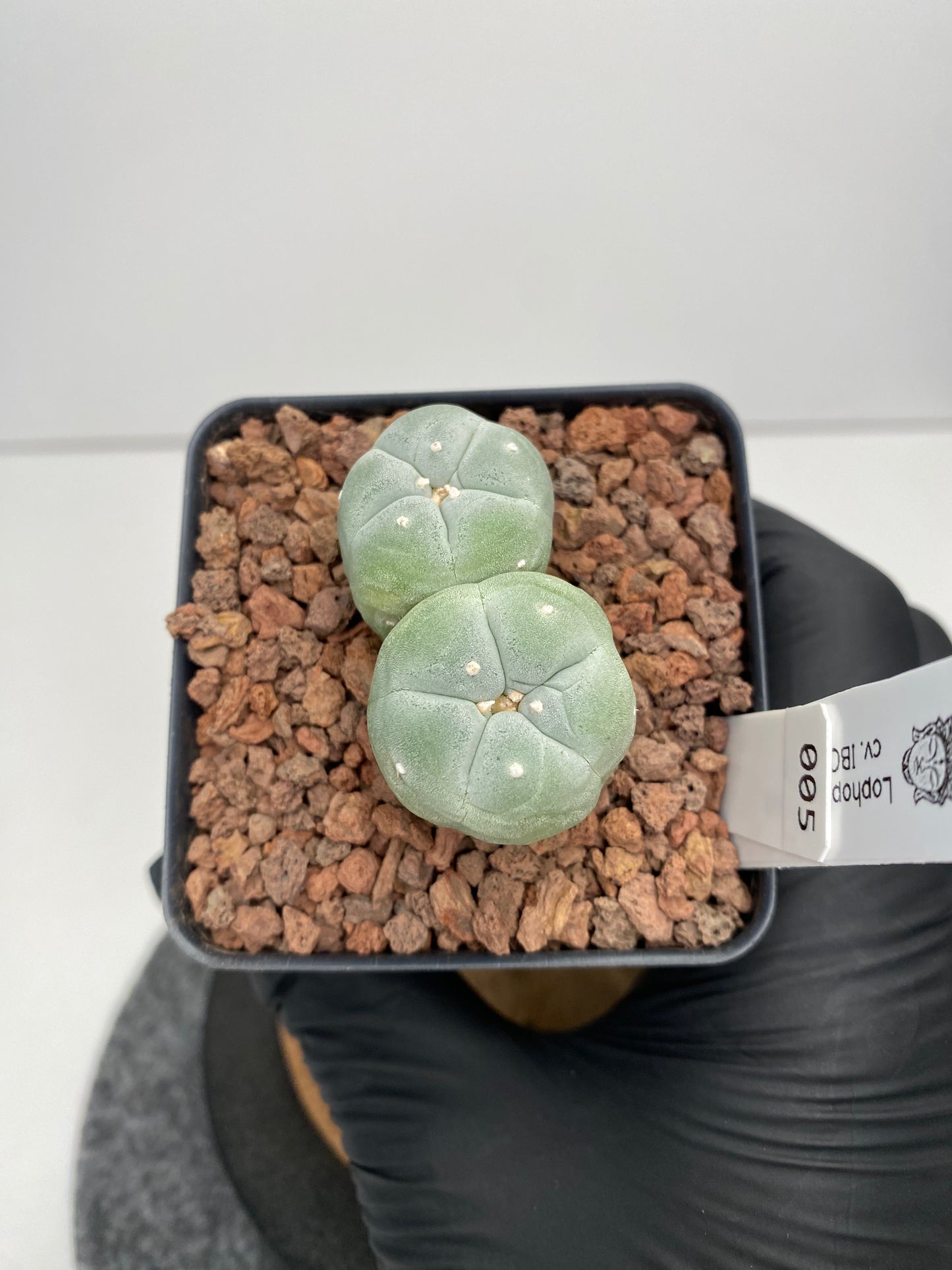 Lophophora fricii twin cv. IBO x IBO #005
