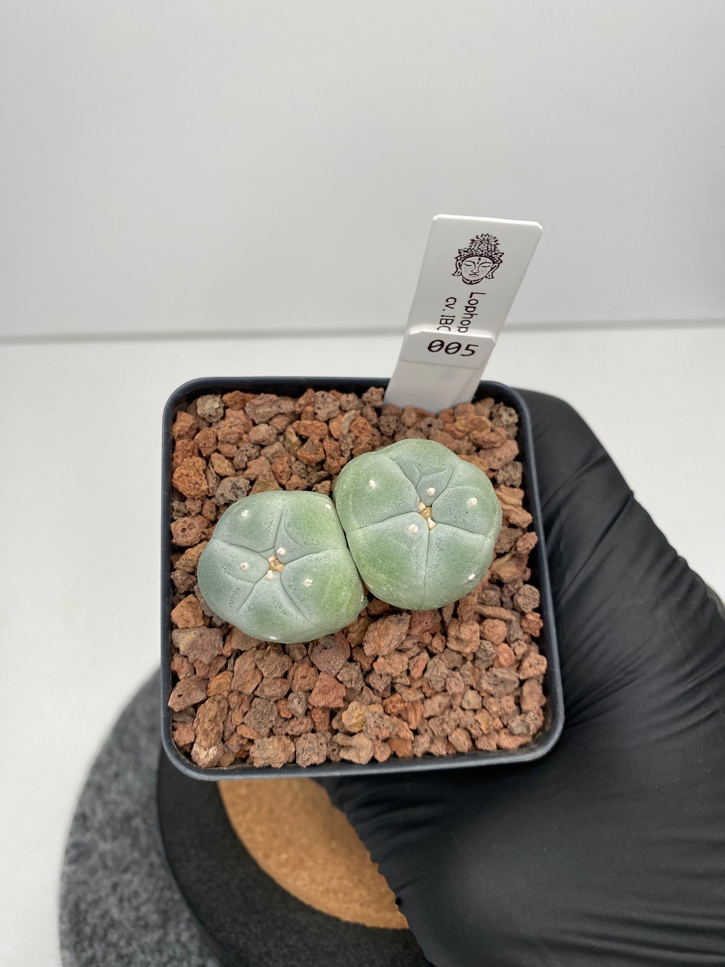 Lophophora fricii twin cv. IBO x IBO #005