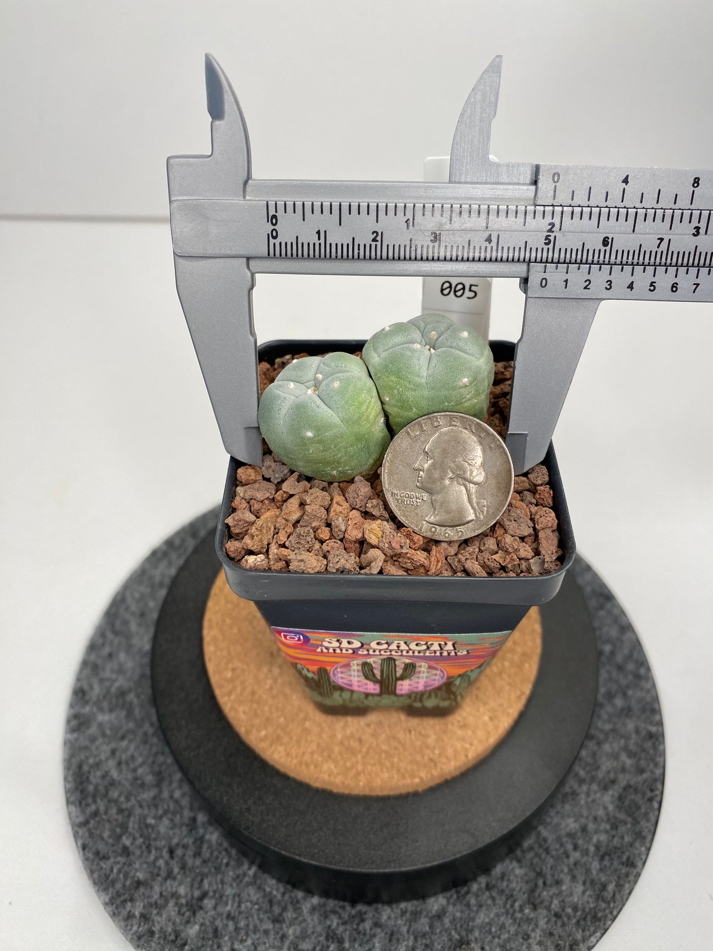 Lophophora fricii twin cv. IBO x IBO #005