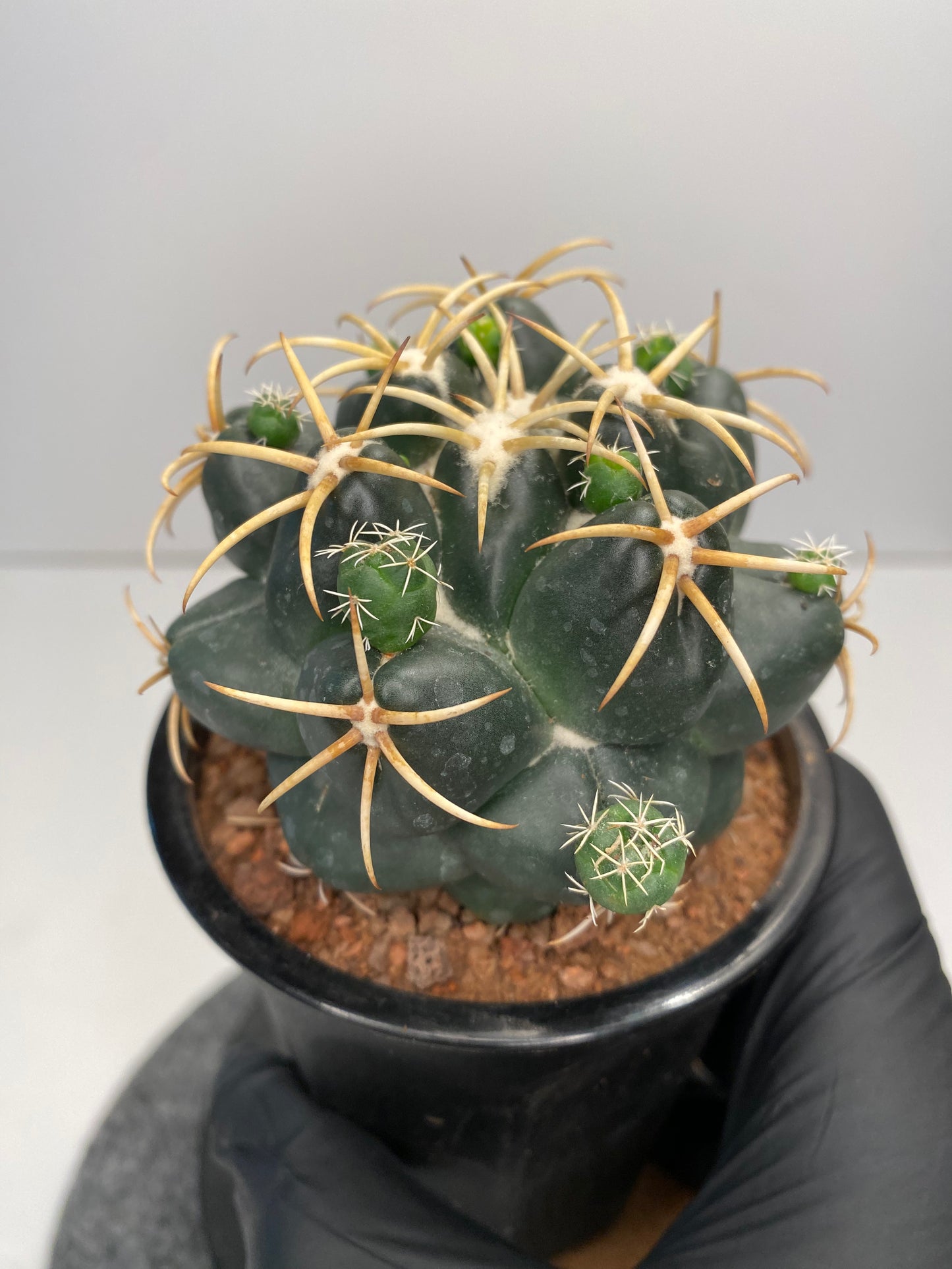Coryphantha elephantidens "mother plant"