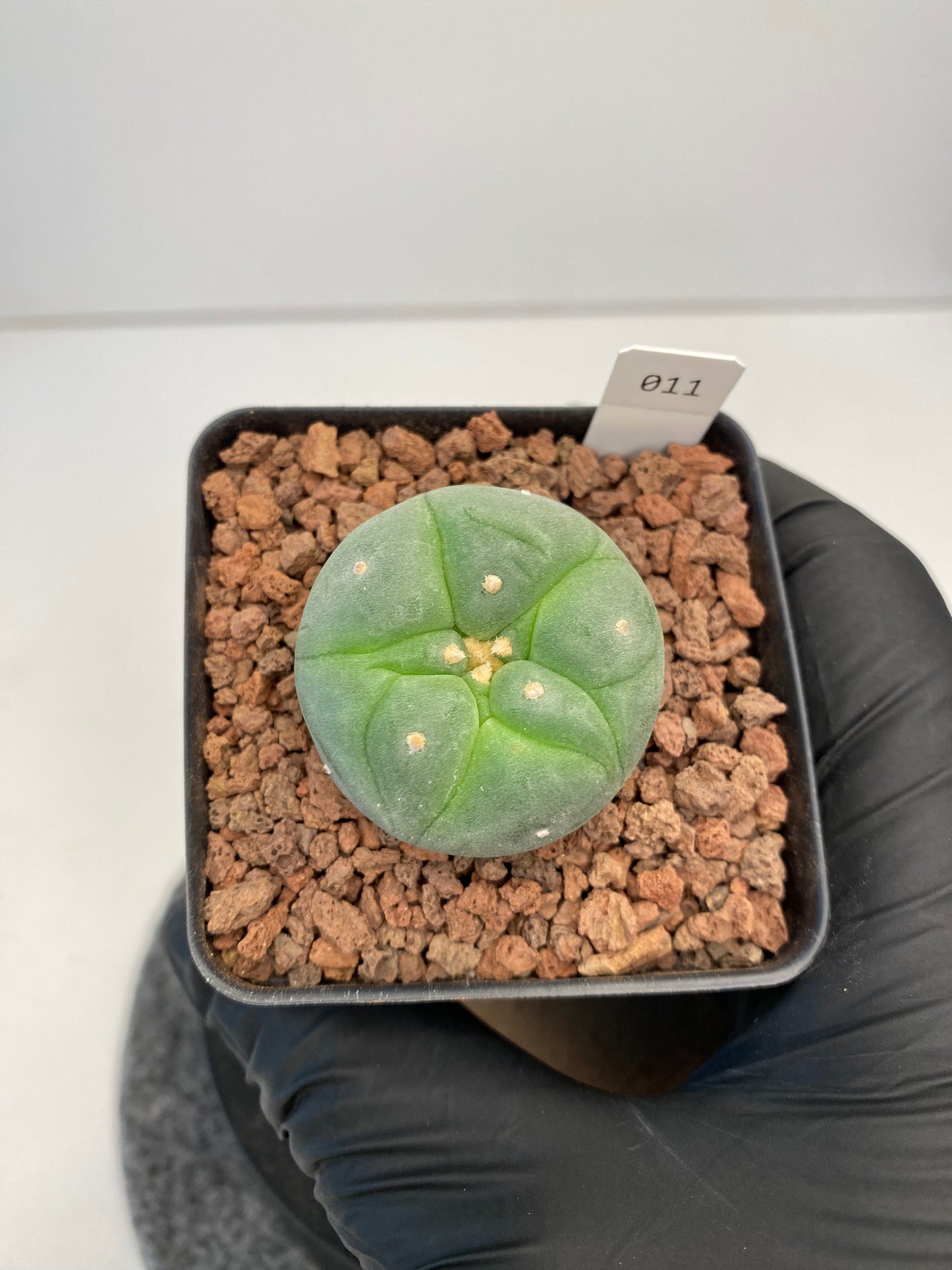 Lophophora fricii cv. Ibo #011