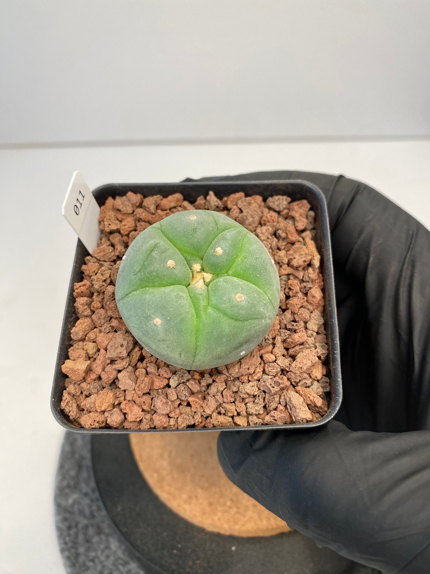 Lophophora fricii cv. Ibo #011