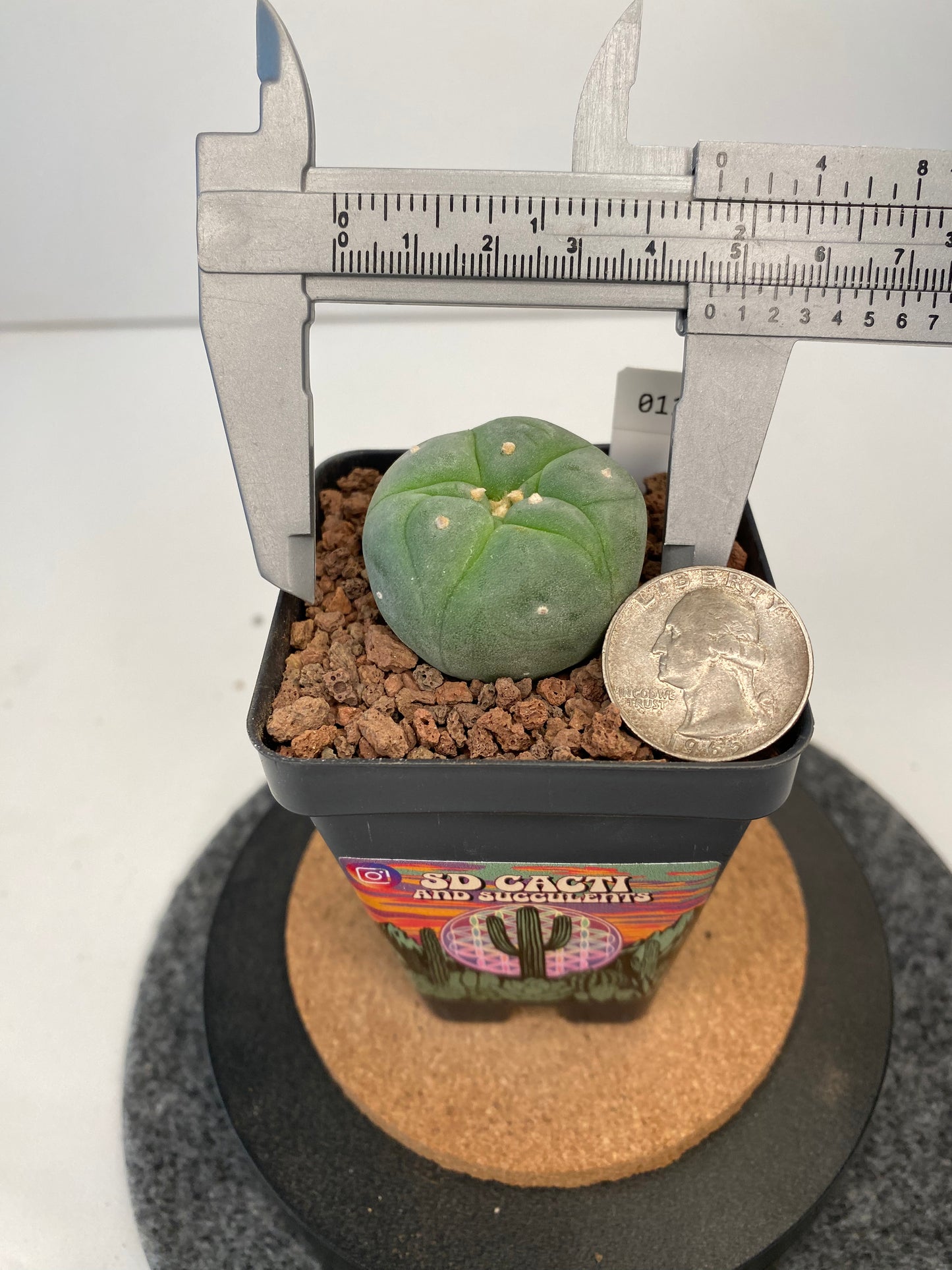 Lophophora fricii cv. Ibo #011