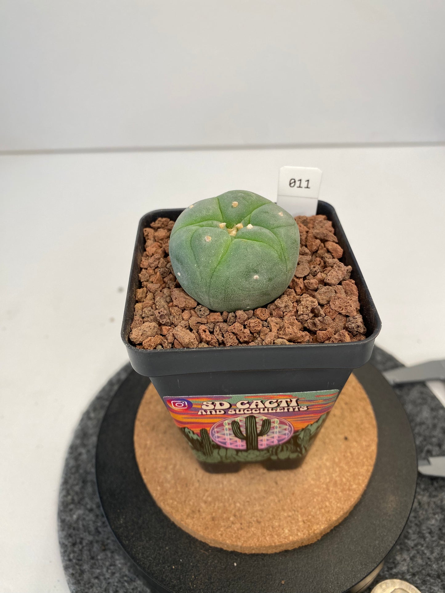 Lophophora fricii cv. Ibo #011