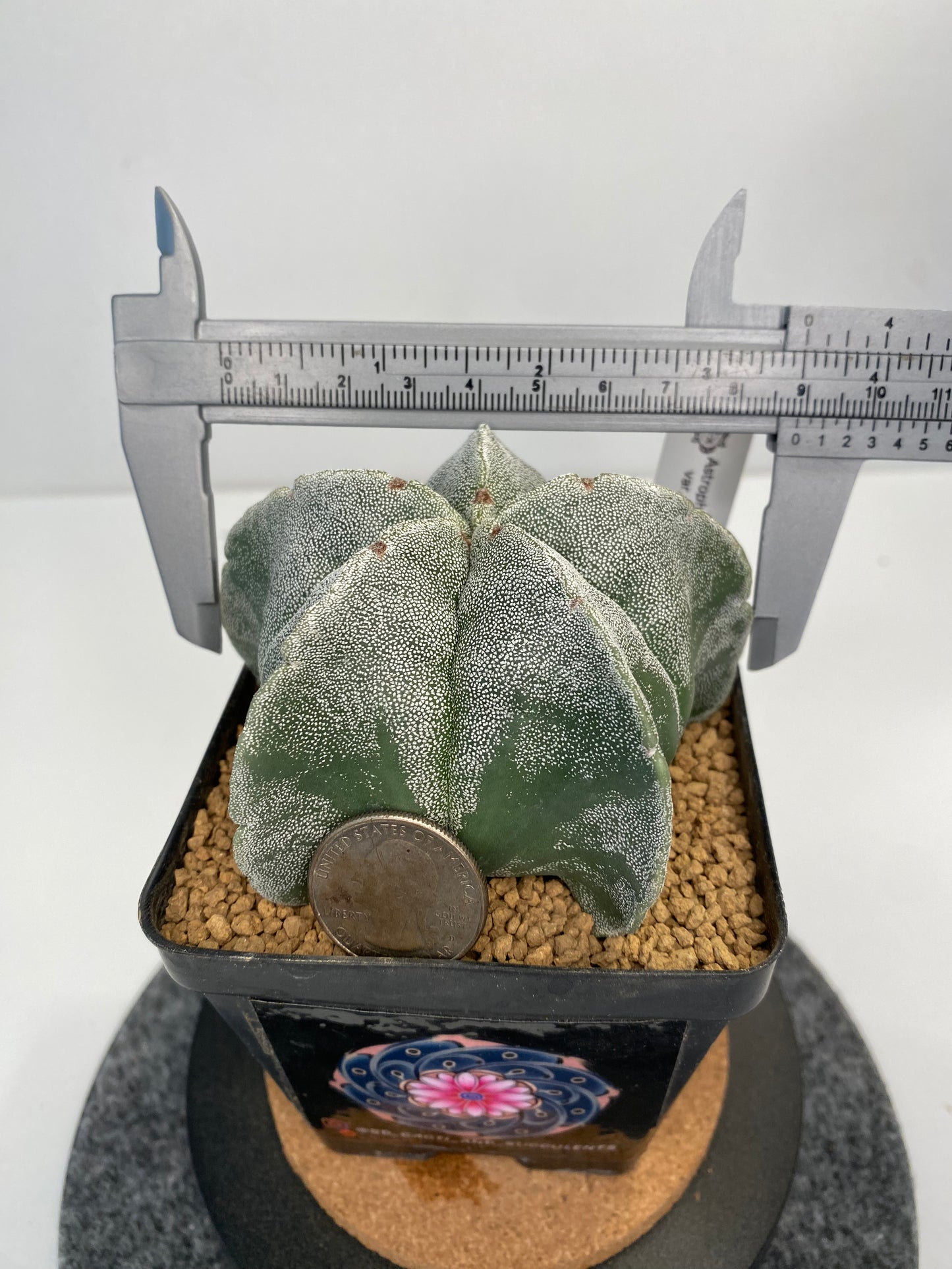 Astrophytum myriostigma var. strongylogonum