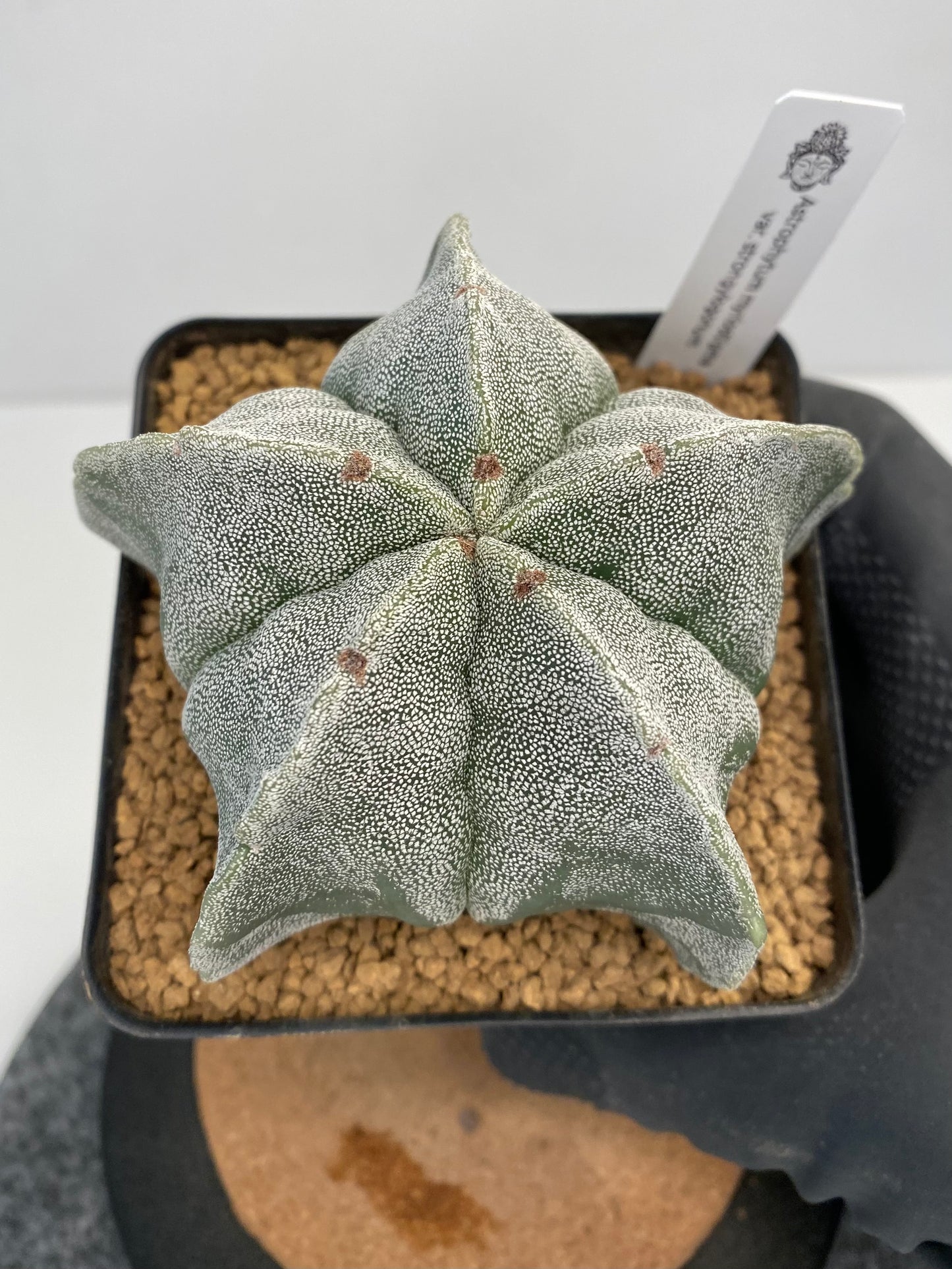 Astrophytum myriostigma var. strongylogonum