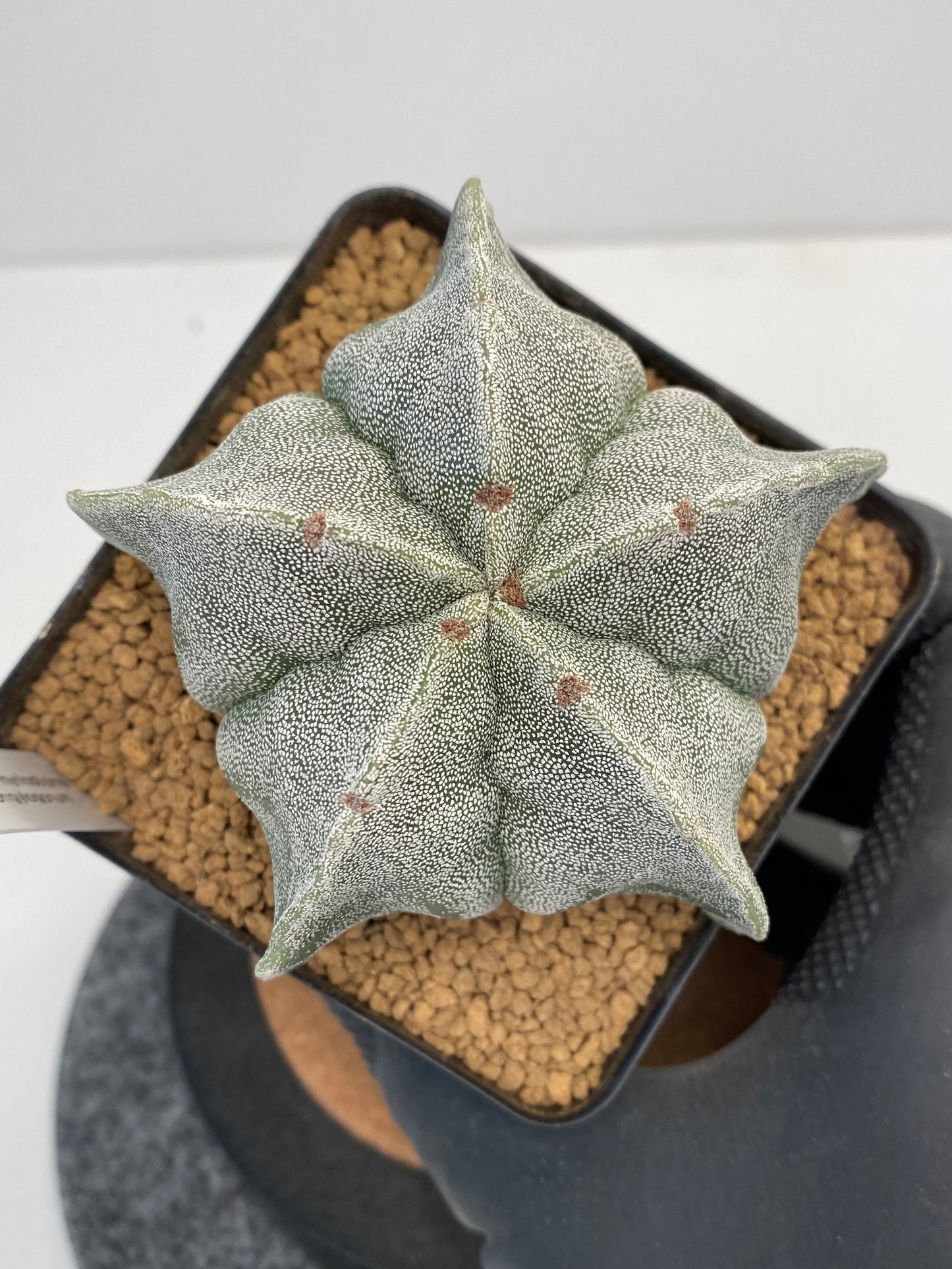 Astrophytum myriostigma var. strongylogonum