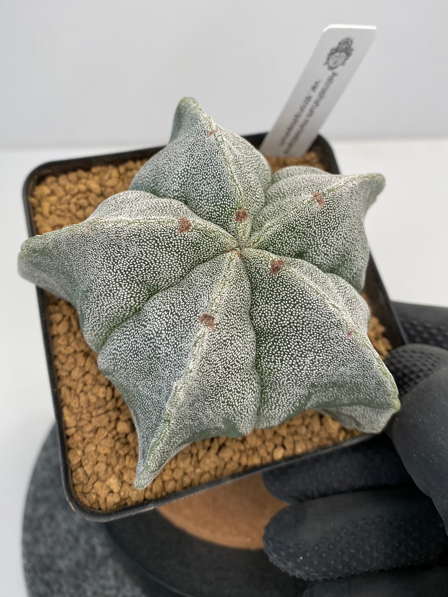 Astrophytum myriostigma var. strongylogonum